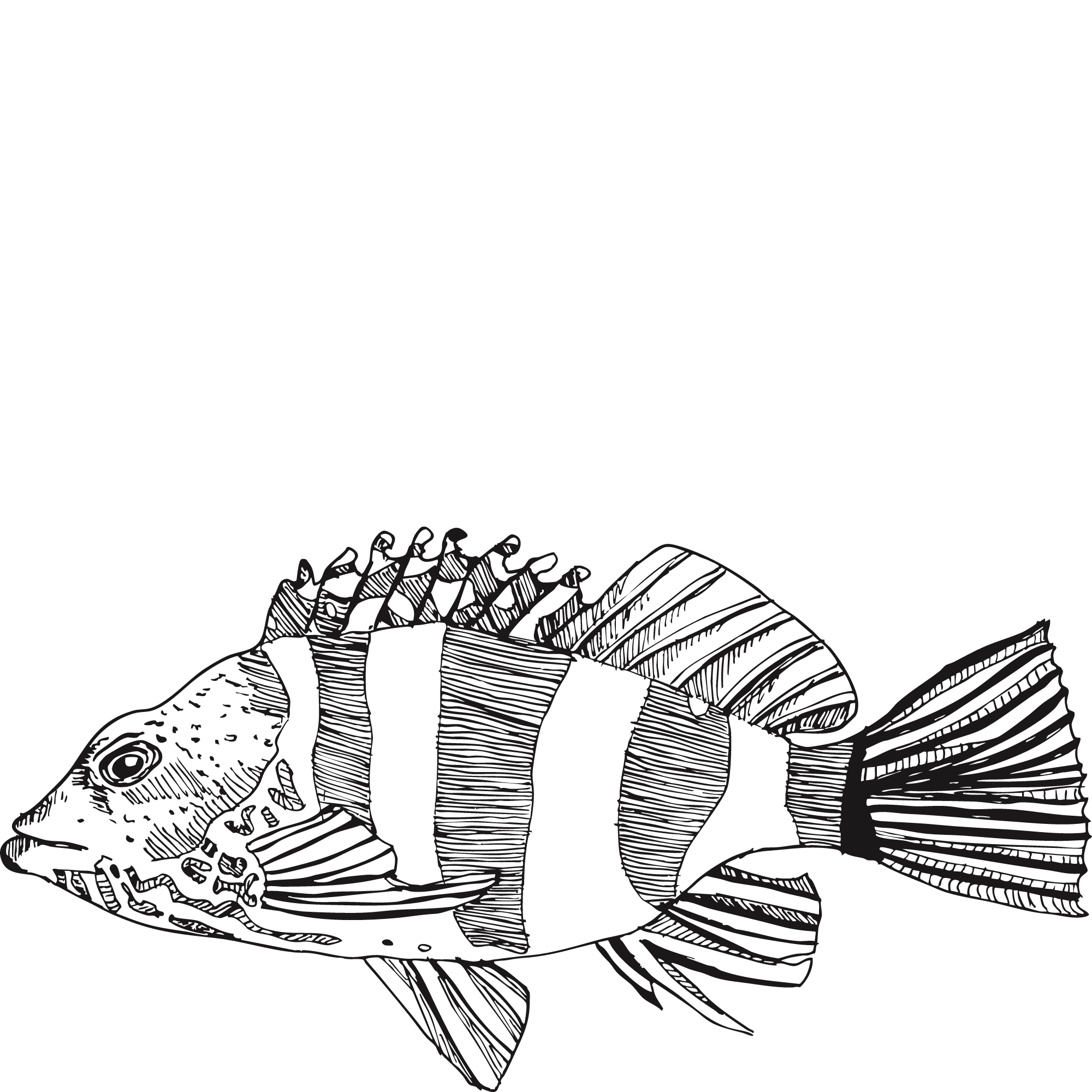 Sketch of a redbarred hawkfish.