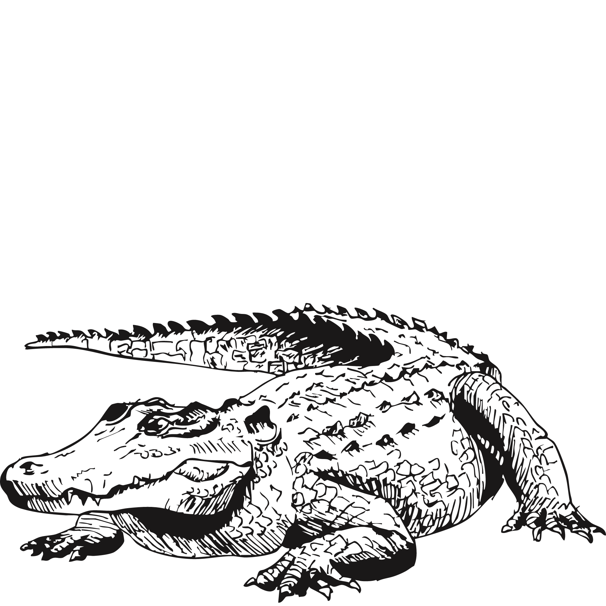 Sketch of a Nile crocodile.