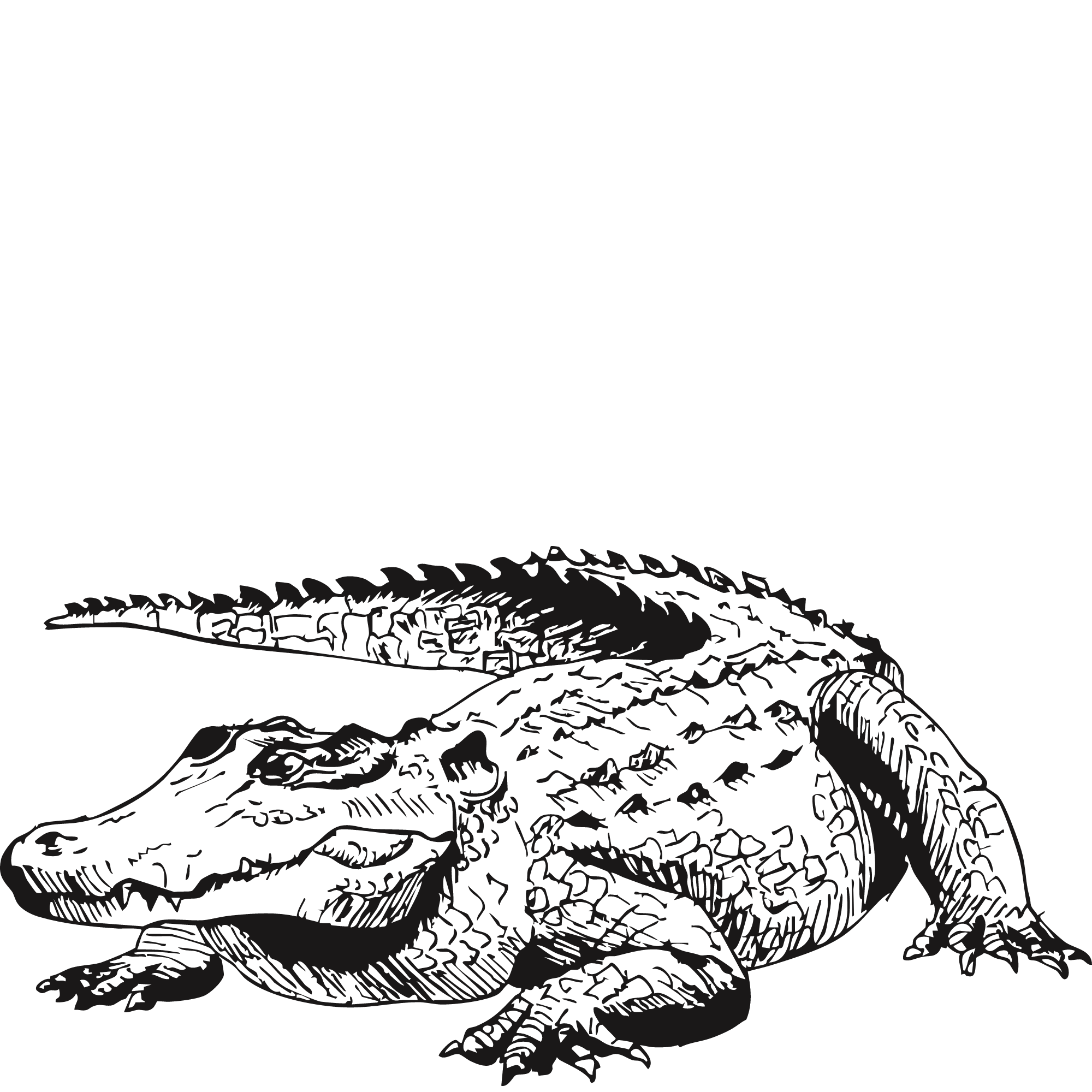 Sketch of a Nile crocodile.