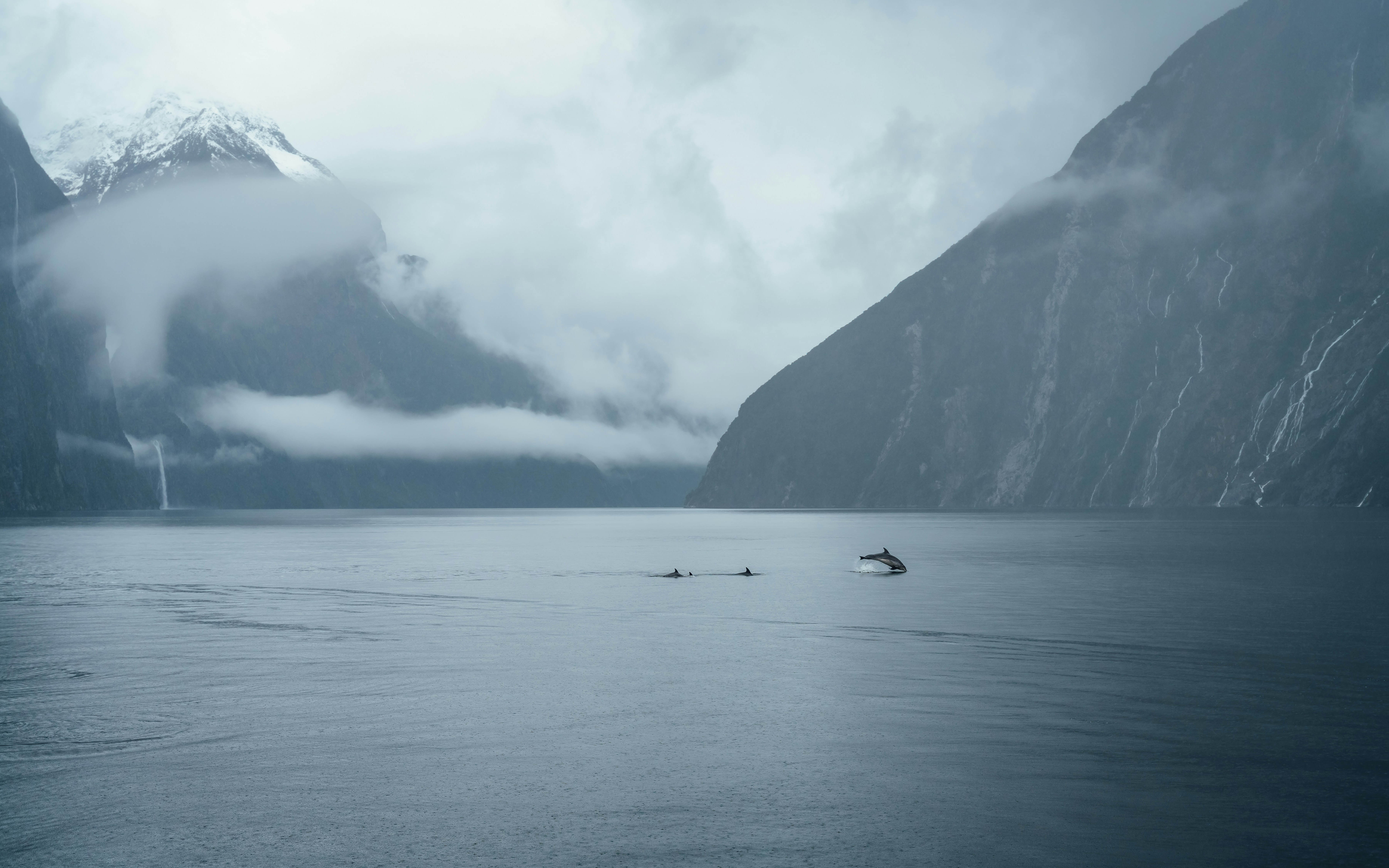 Dolphins in New Zealand