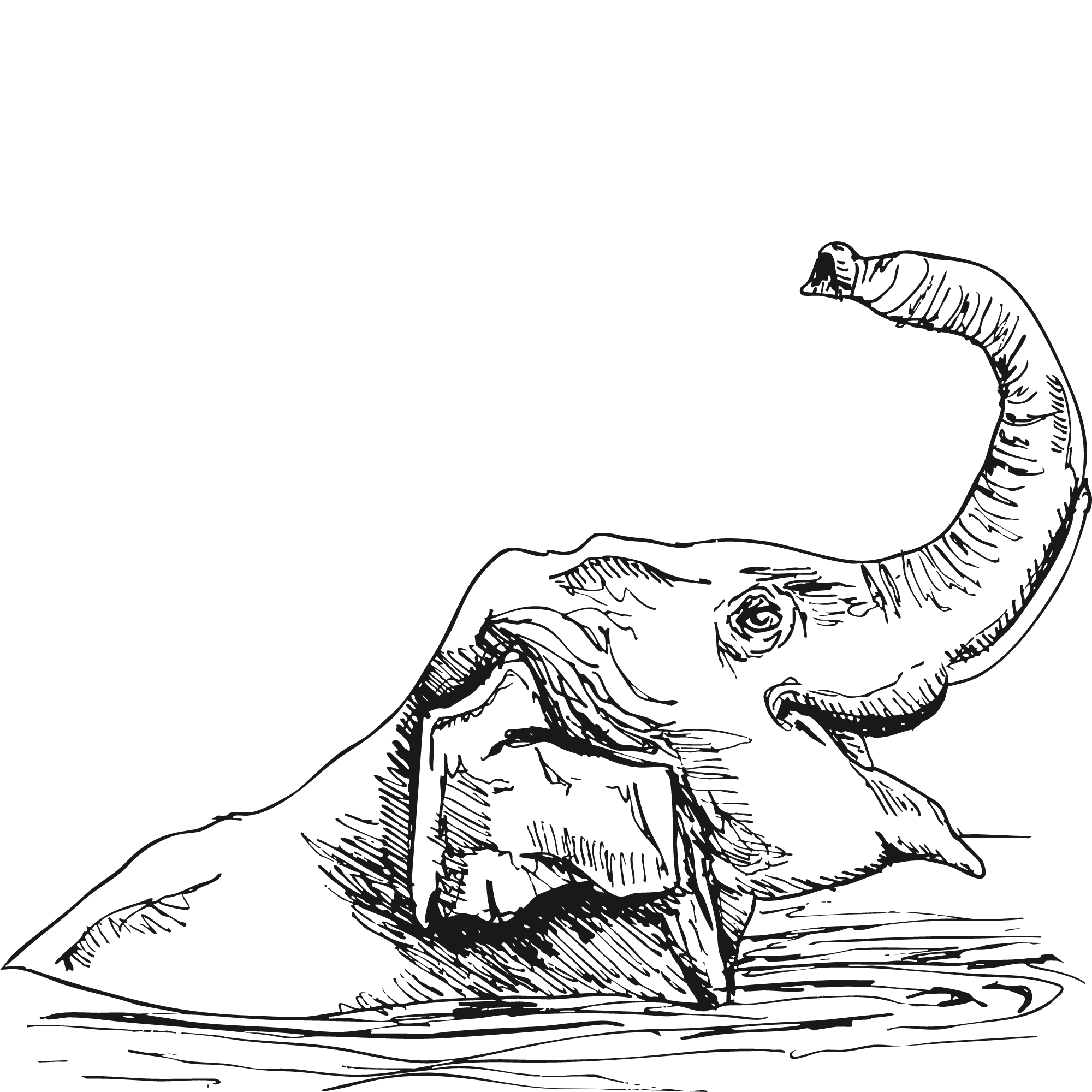 Sketch of an Asian elephant