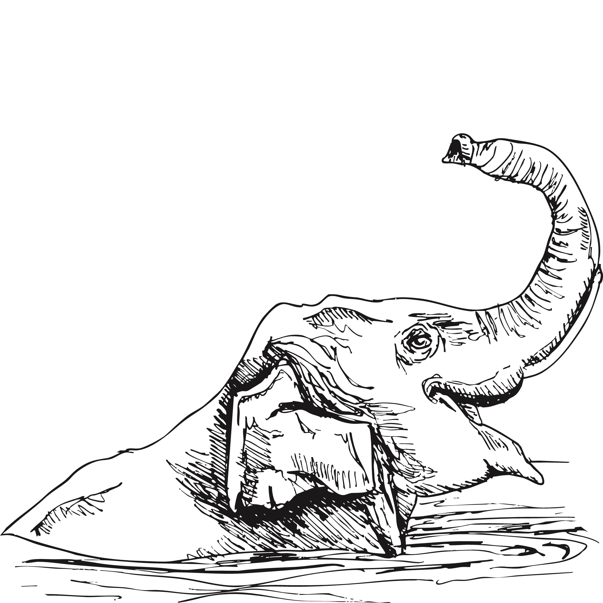 Sketch of an Asian elephant