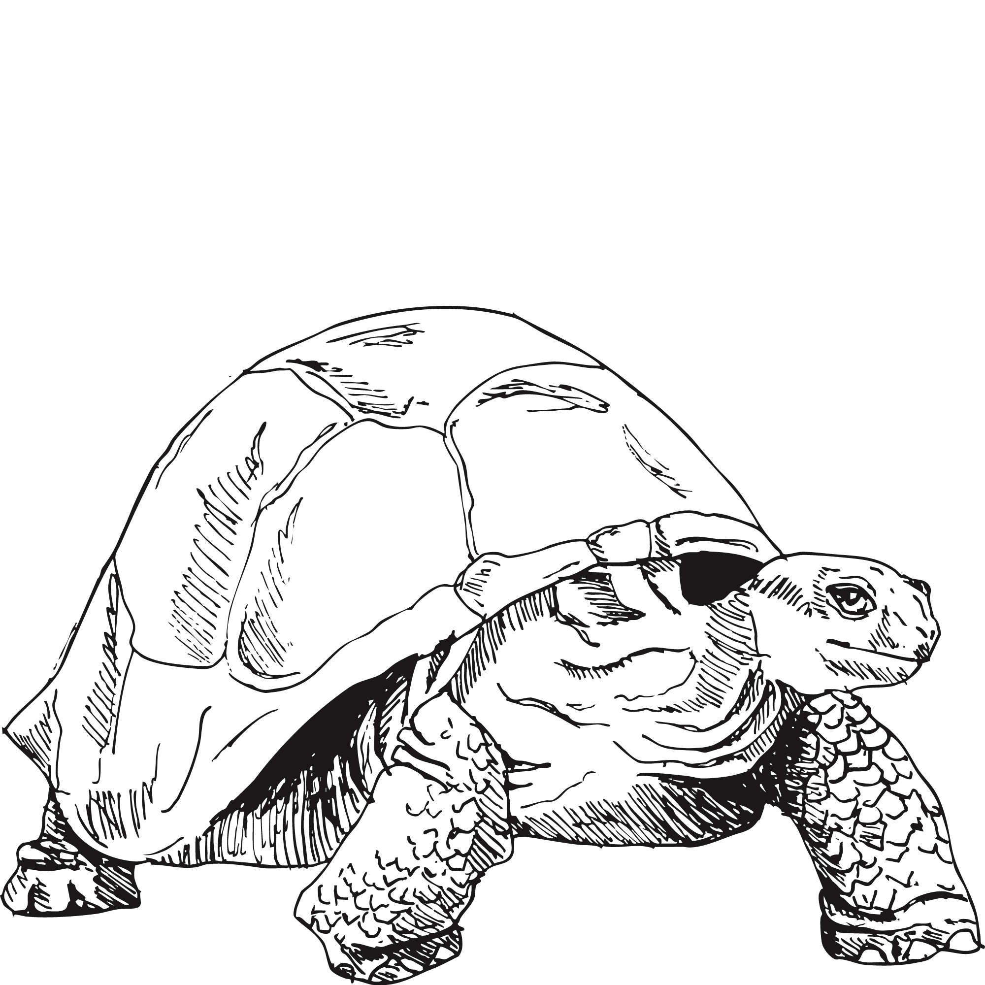 Sketch of an Aldabra giant tortoise.