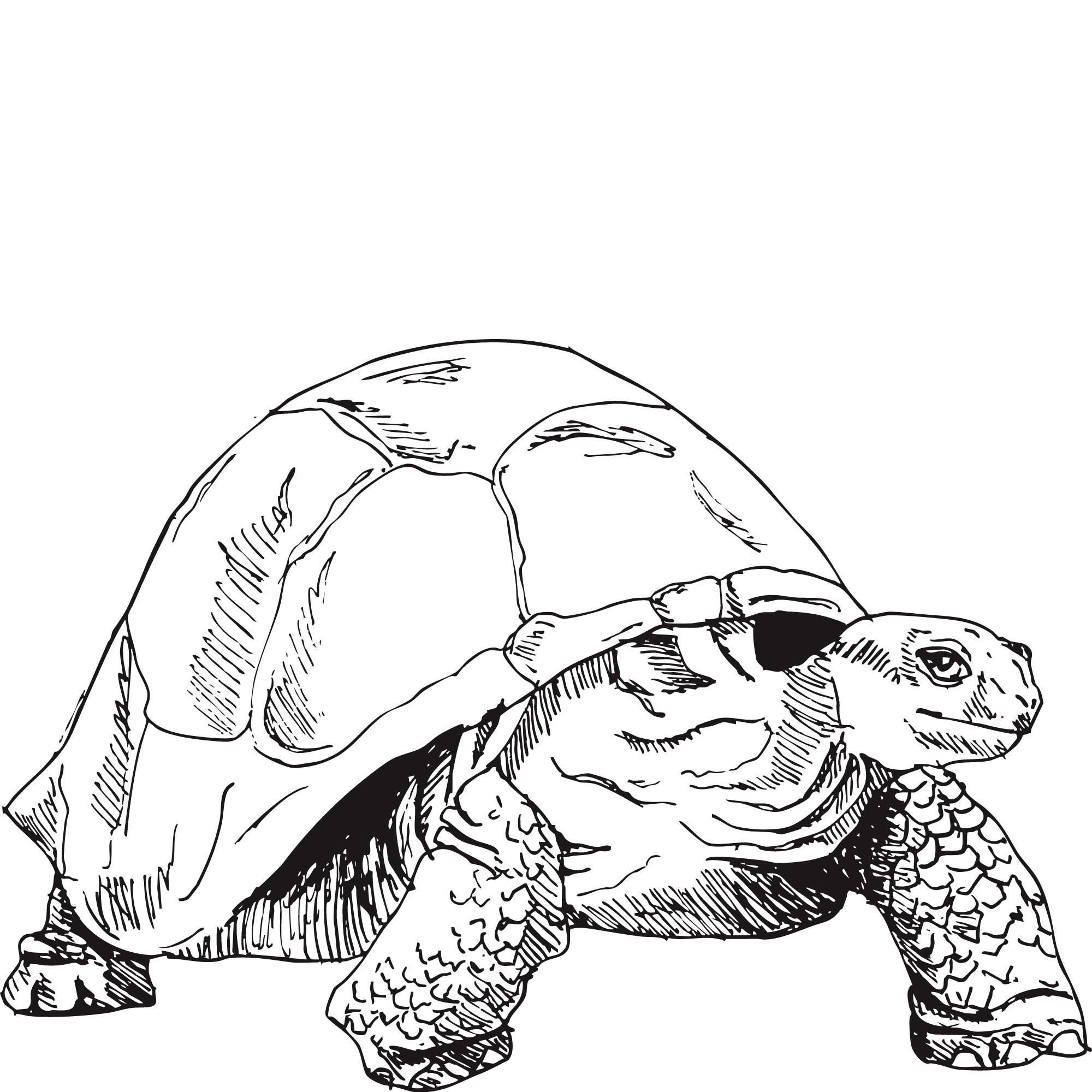 Sketch of an Aldabra giant tortoise.