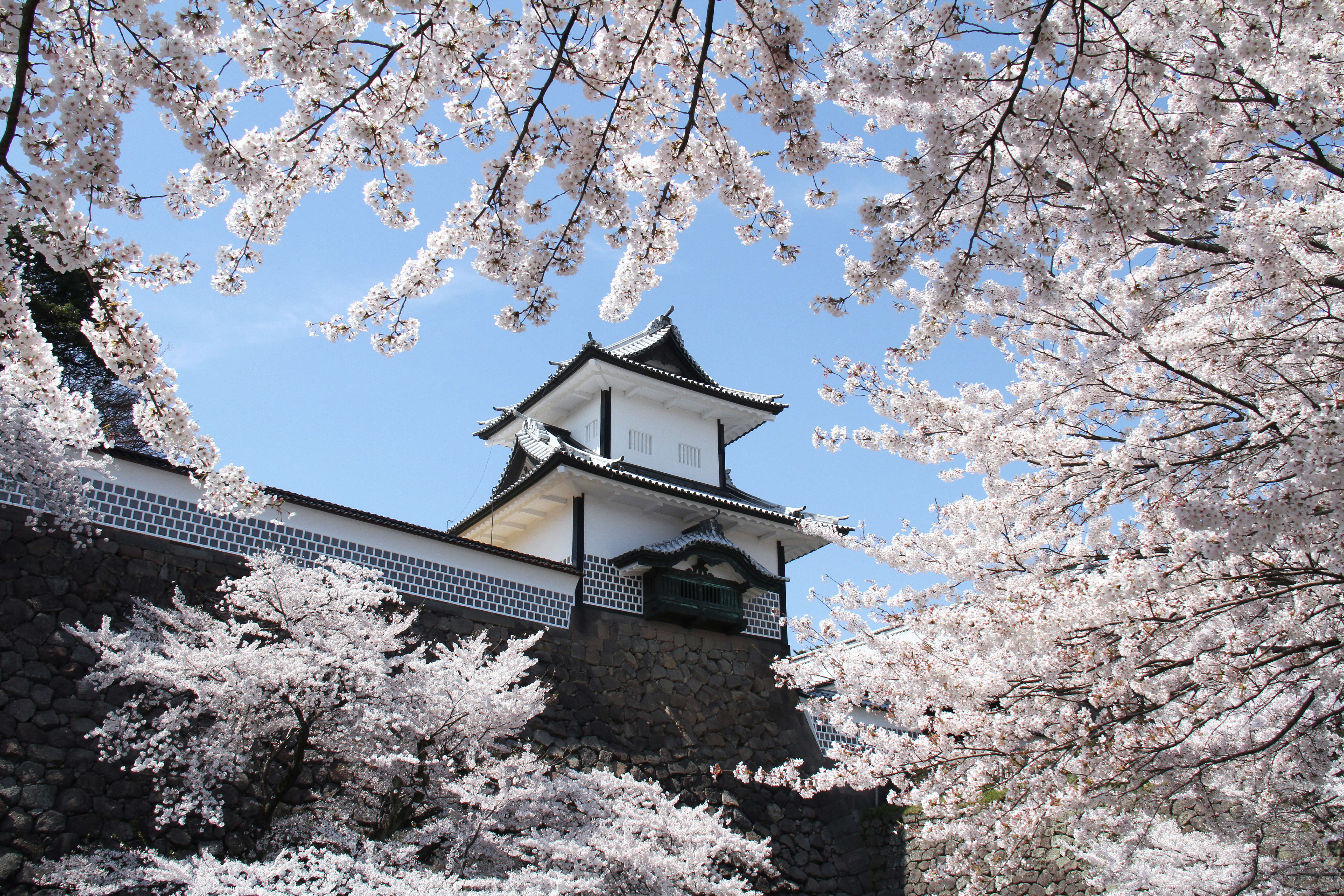 Kanazawa castle, surrounded by cherry blossoms and blue sky
