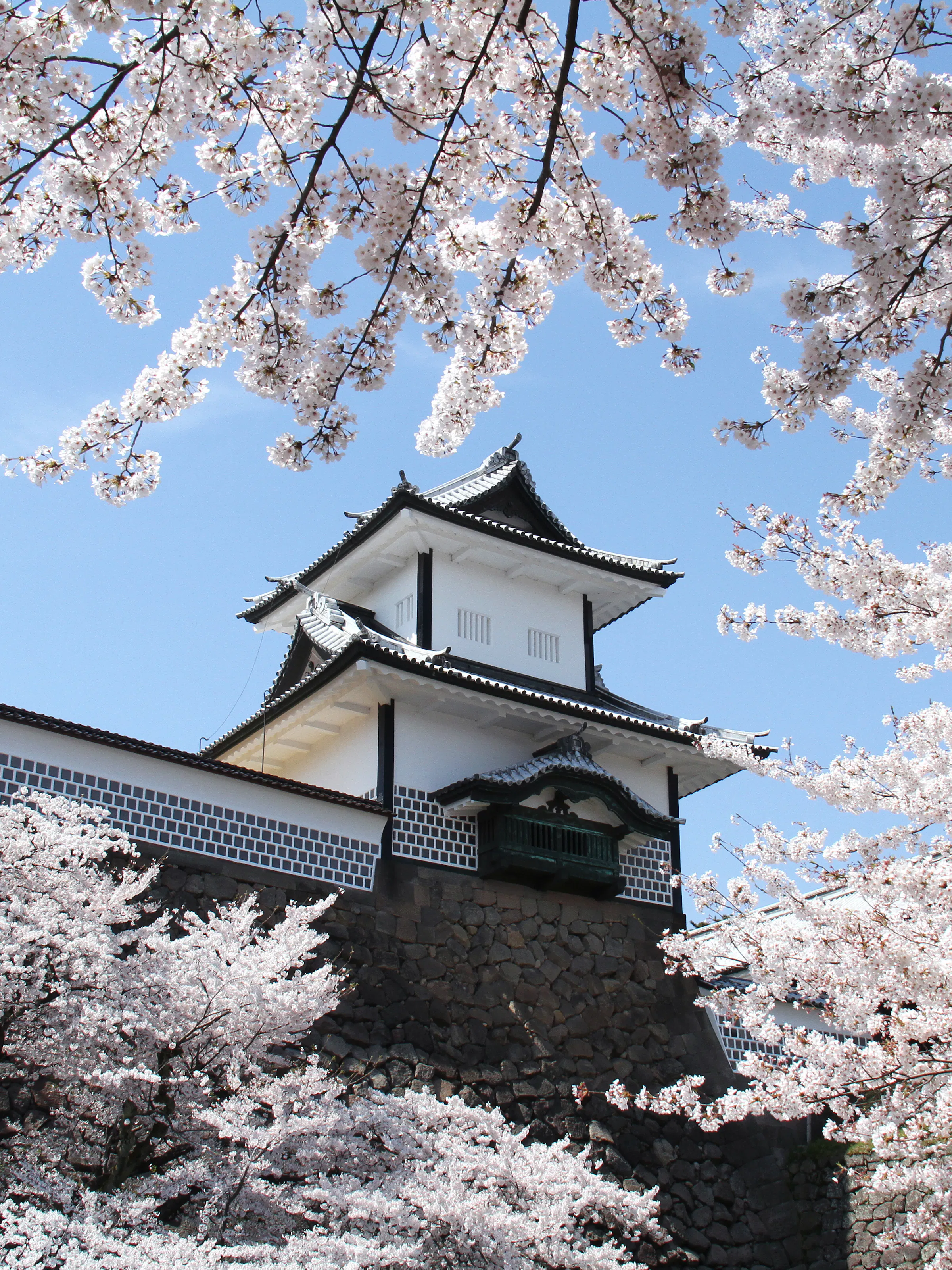 Kanazawa castle, surrounded by cherry blossoms and blue sky
