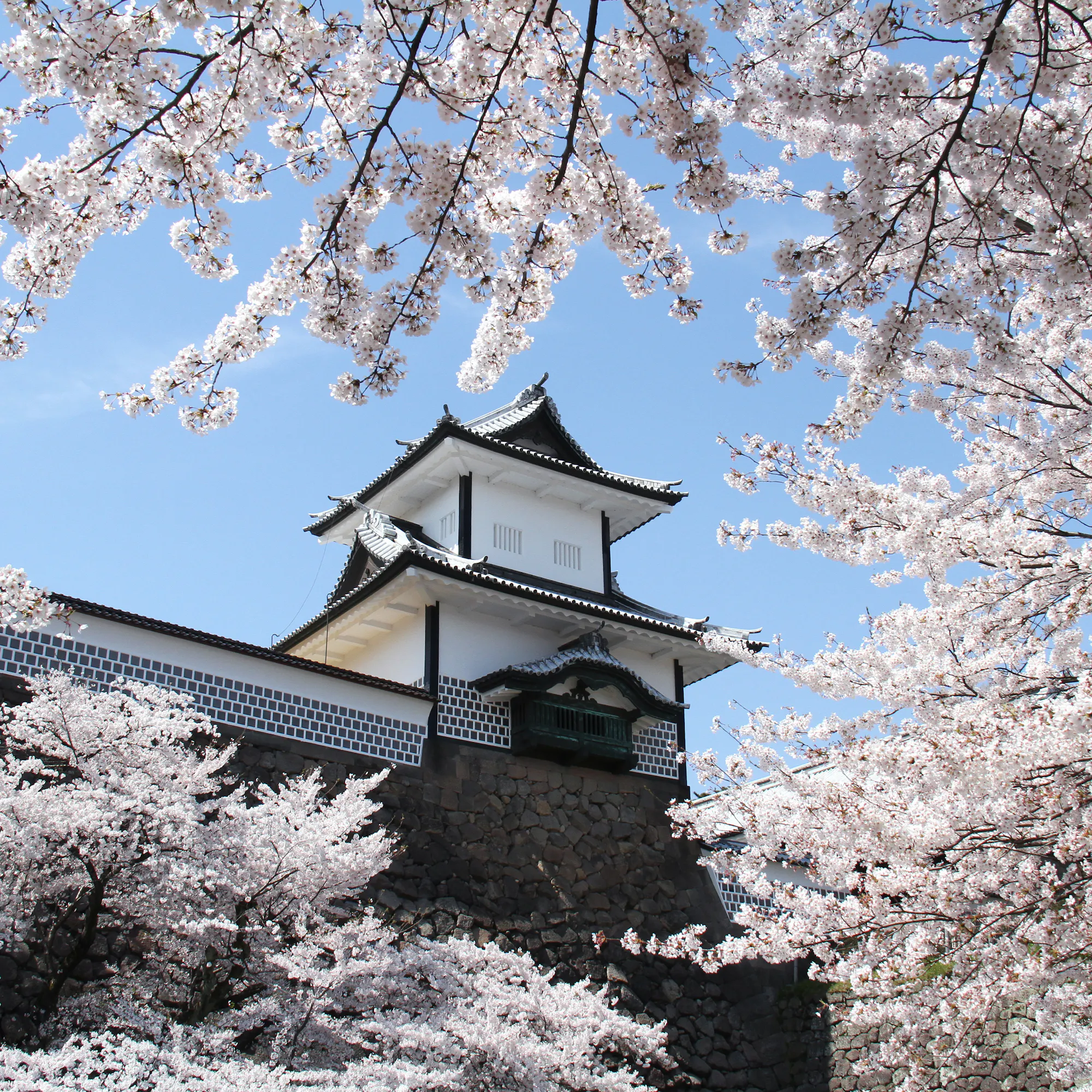 Kanazawa castle, surrounded by cherry blossoms and blue sky