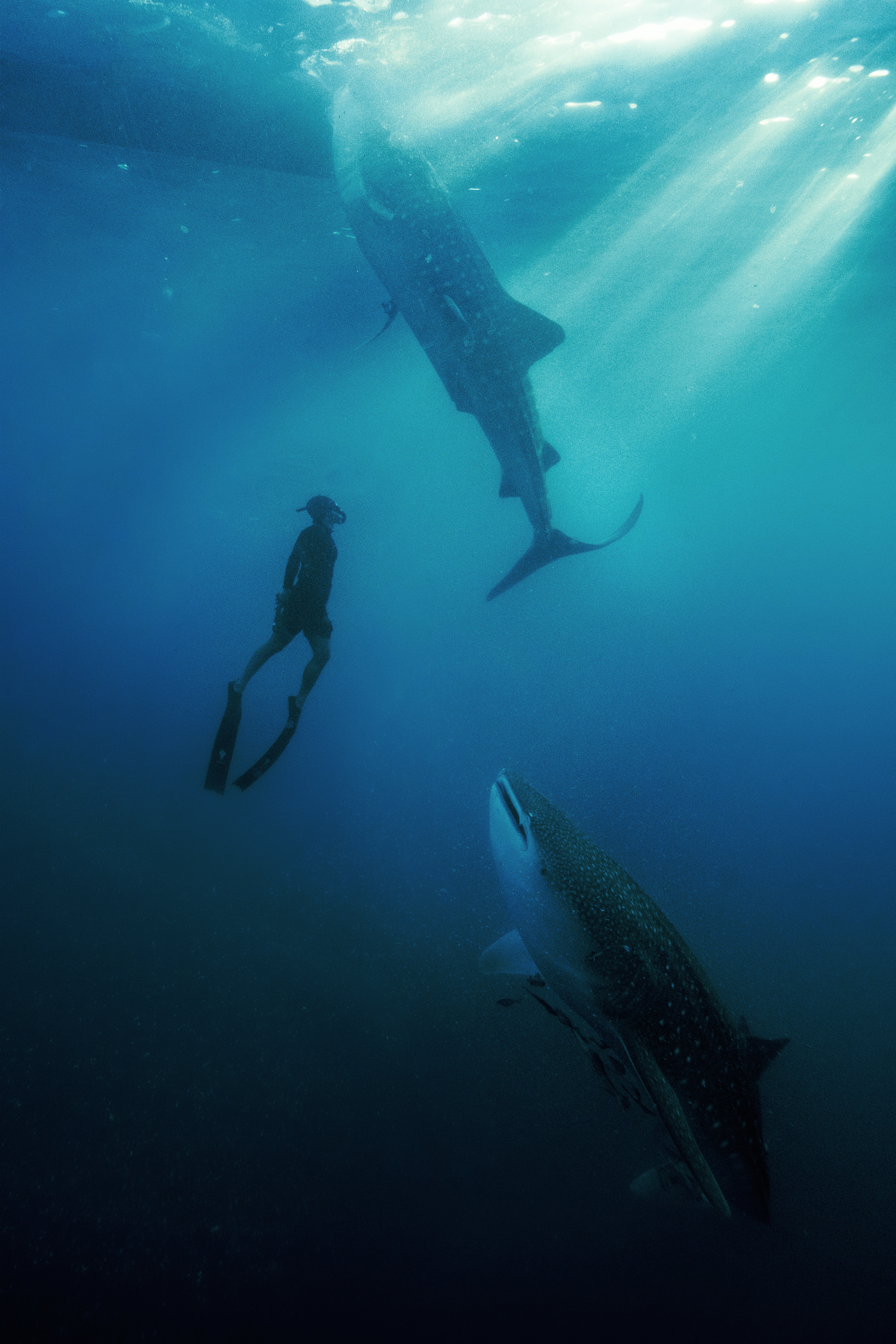 Amanwana whale shark experience