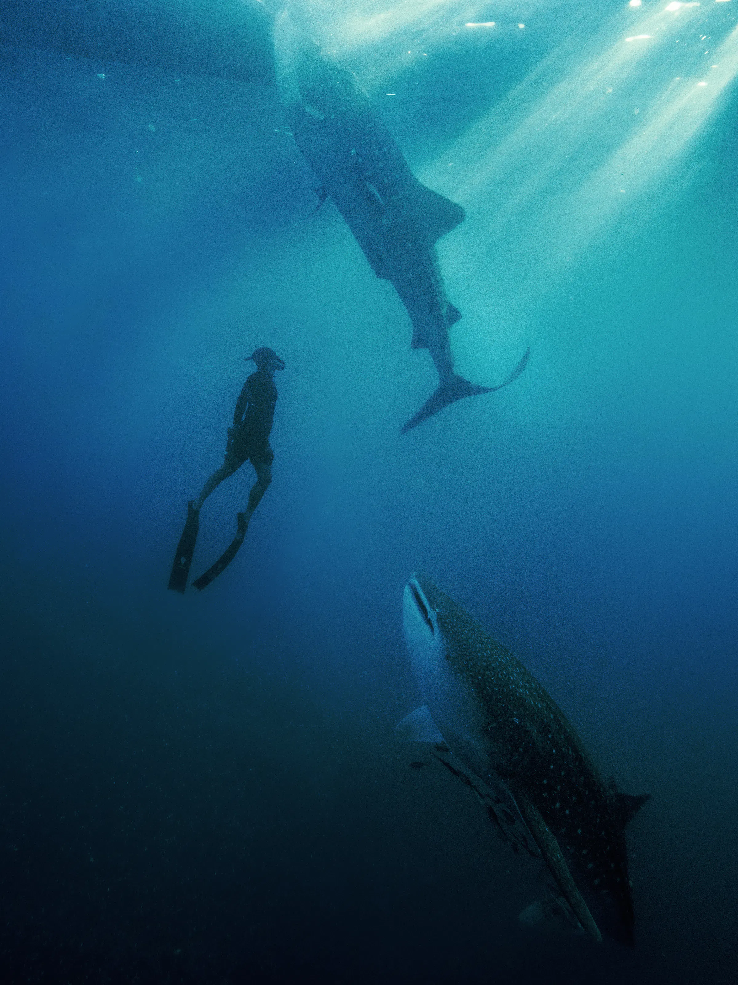 Amanwana whale shark experience