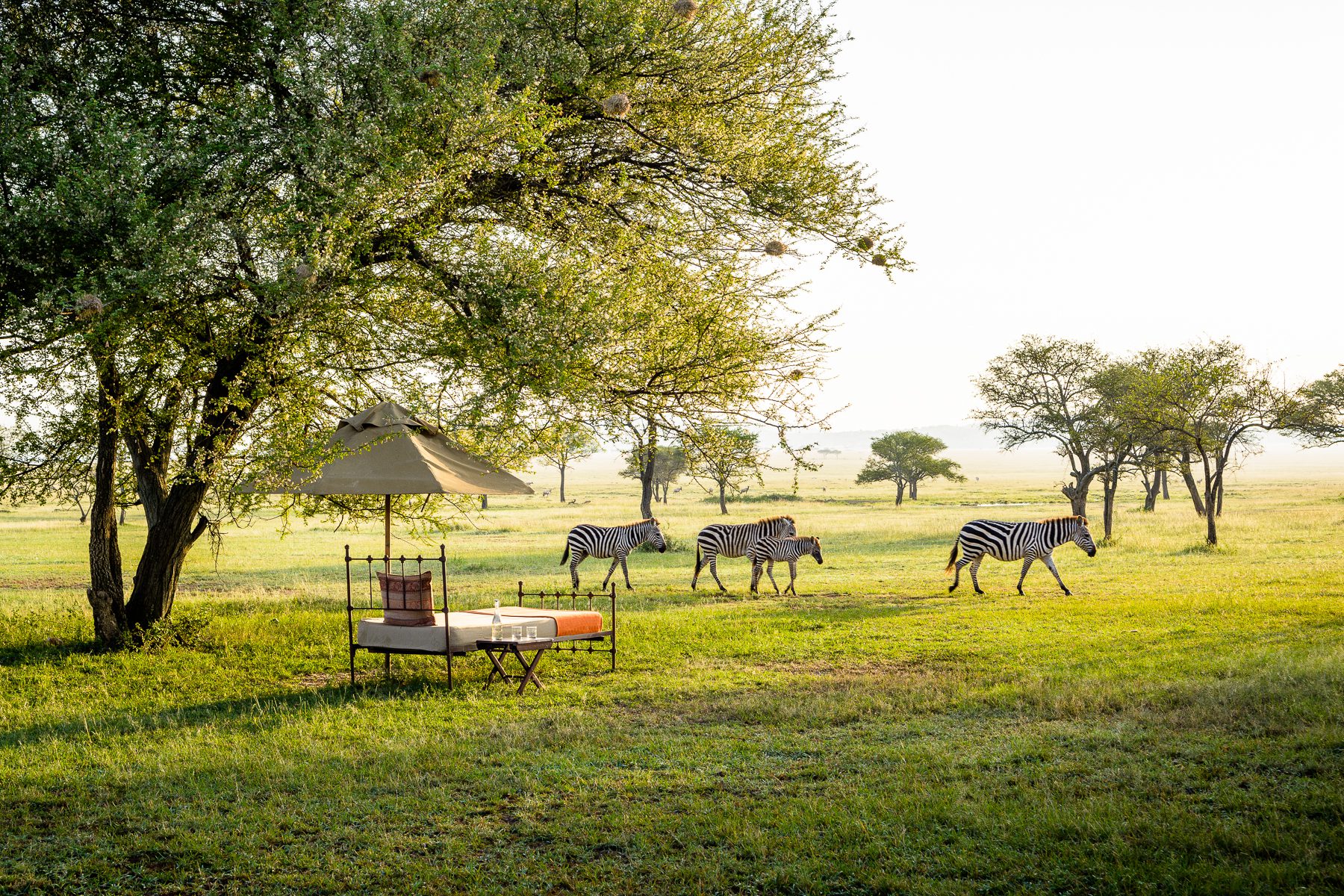 A shaded daybed sits on open grassland as four zebras pass scattered trees at Singita Sabora in Tanzania's Serengeti.