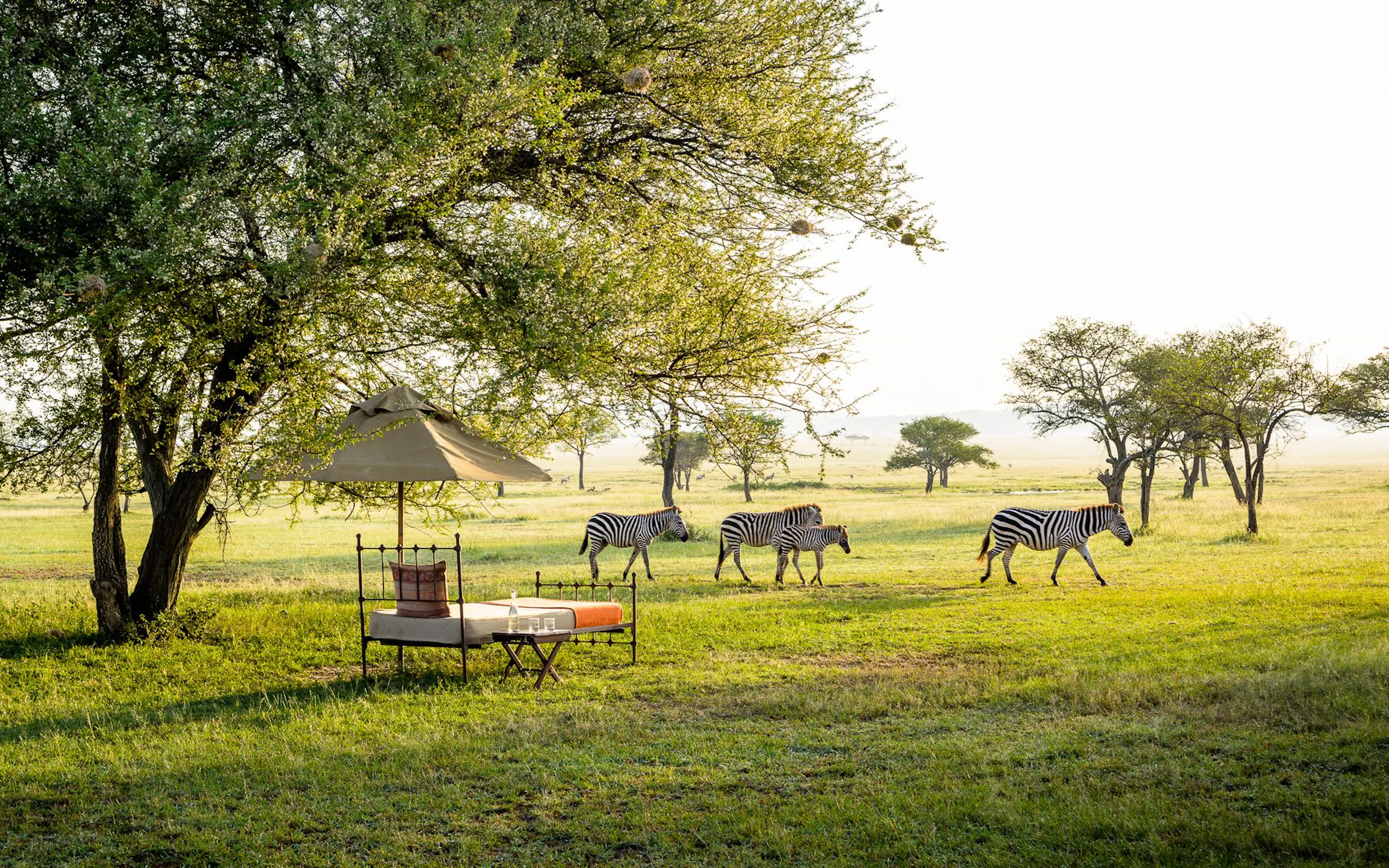 A shaded daybed sits on open grassland as four zebras pass scattered trees at Singita Sabora in Tanzania's Serengeti.