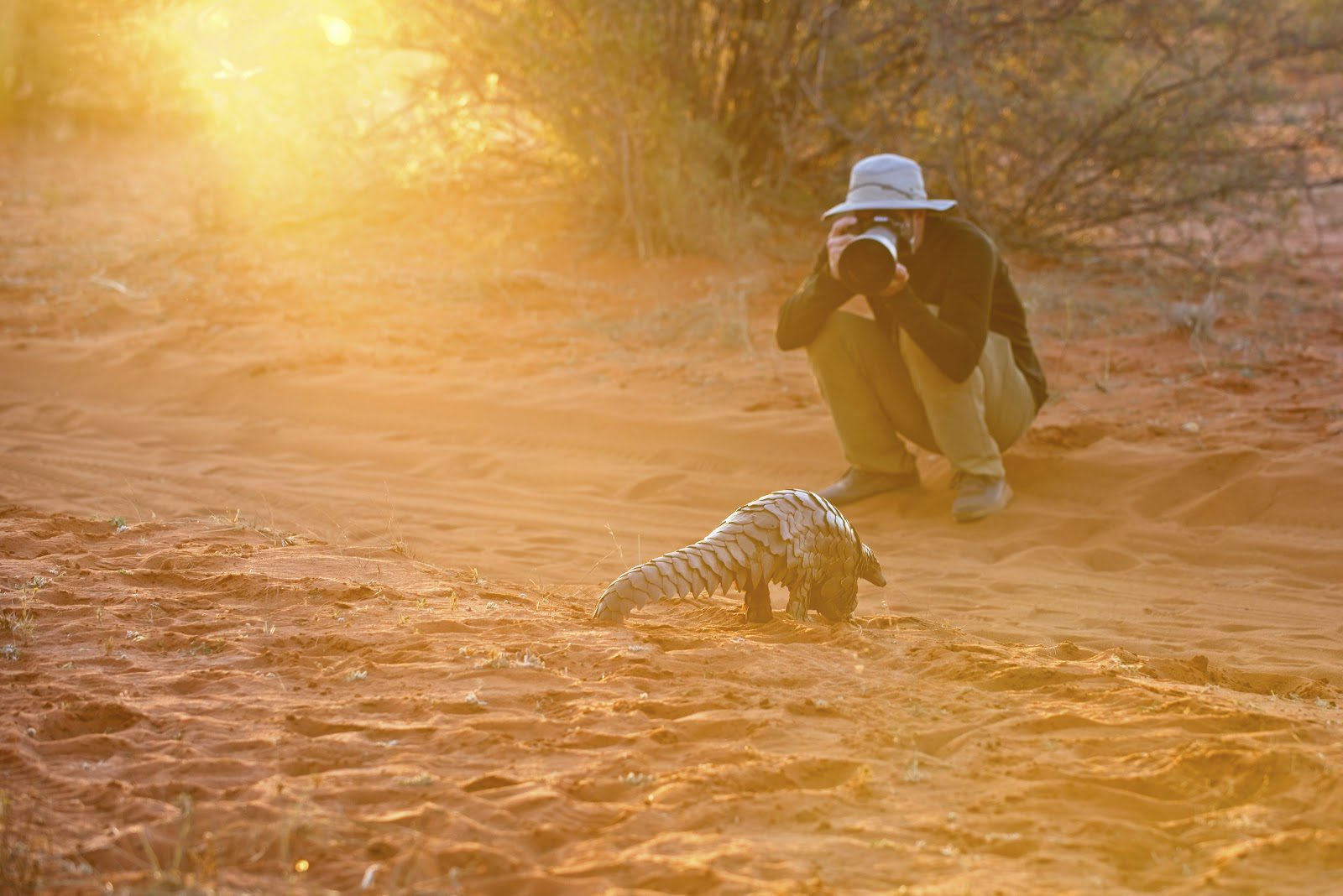 A photographer crouching to photograph a pangolin at sunset against the backdrop of South Africa's Southern Kalahari.