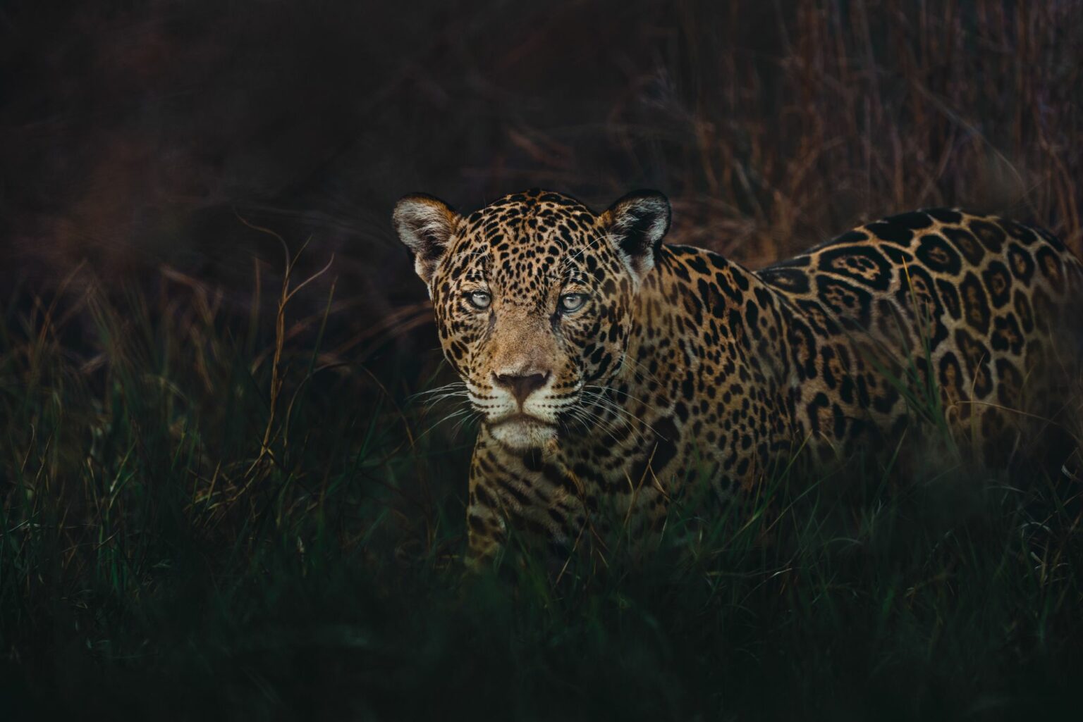 A jaguar peers through dry golden grass in the Pantanal, its spotted coat sharply lit against the dark brush.