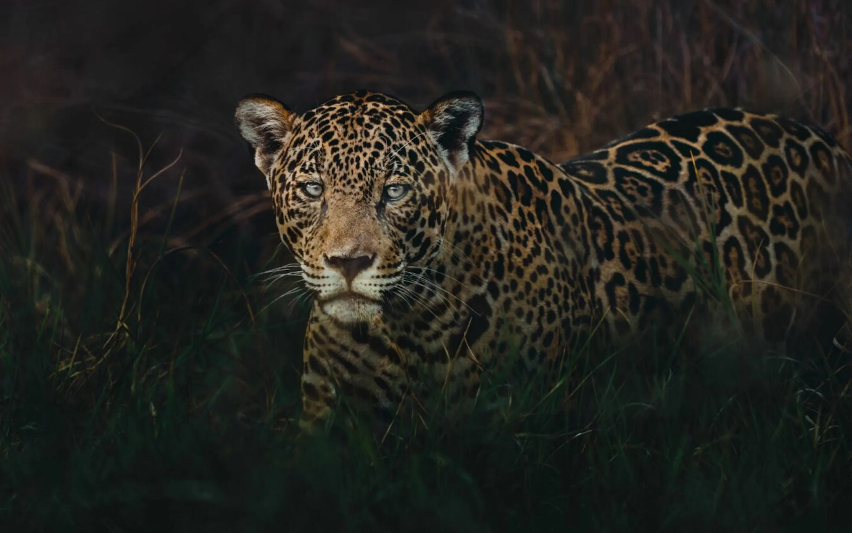 A jaguar peers through dry golden grass in the Pantanal, its spotted coat sharply lit against the dark brush.