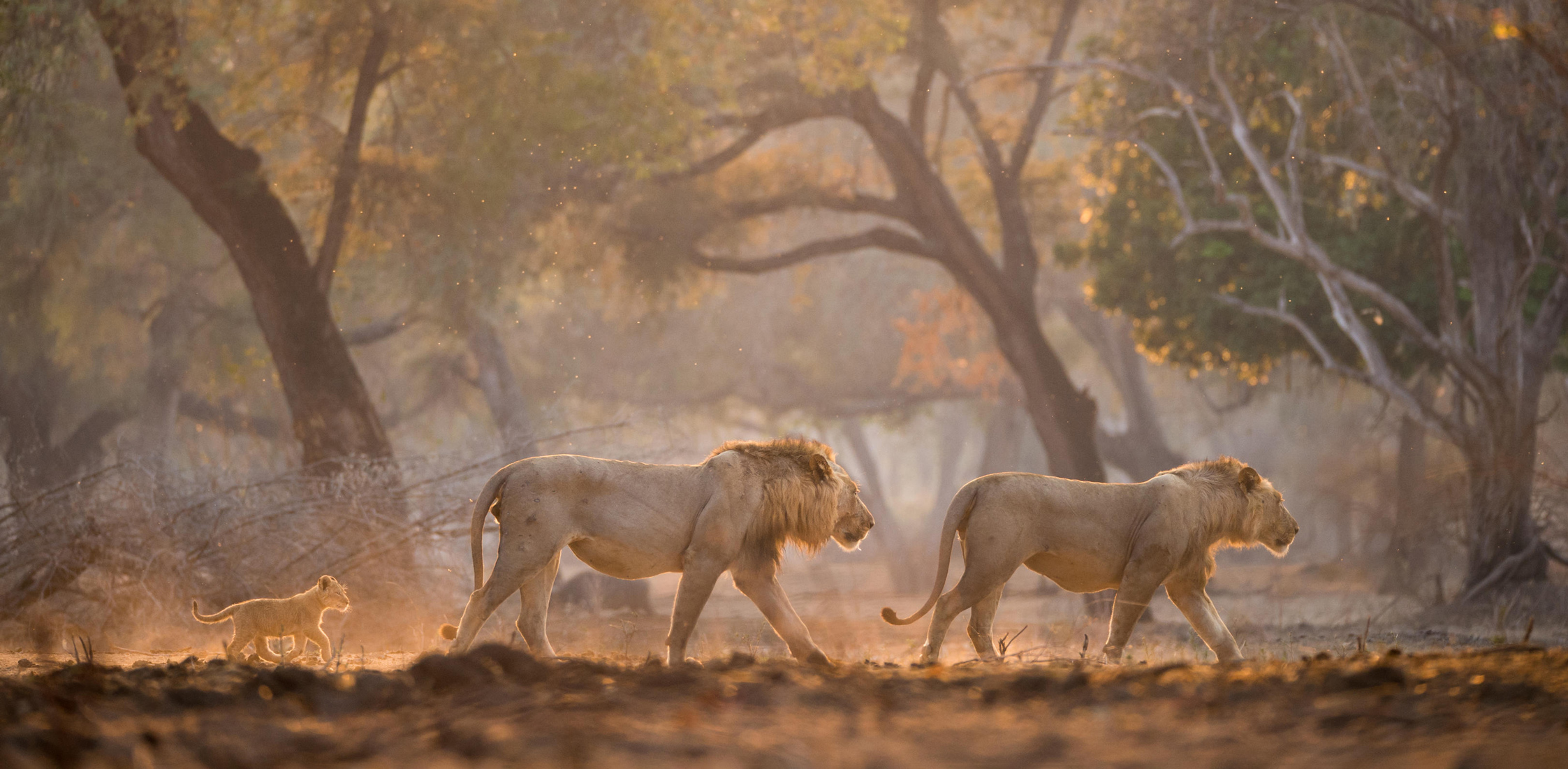 Two lions and a cub walk through dusty woodland in Zimbabwe's Mana Pools, with dry brush and open ground around them.