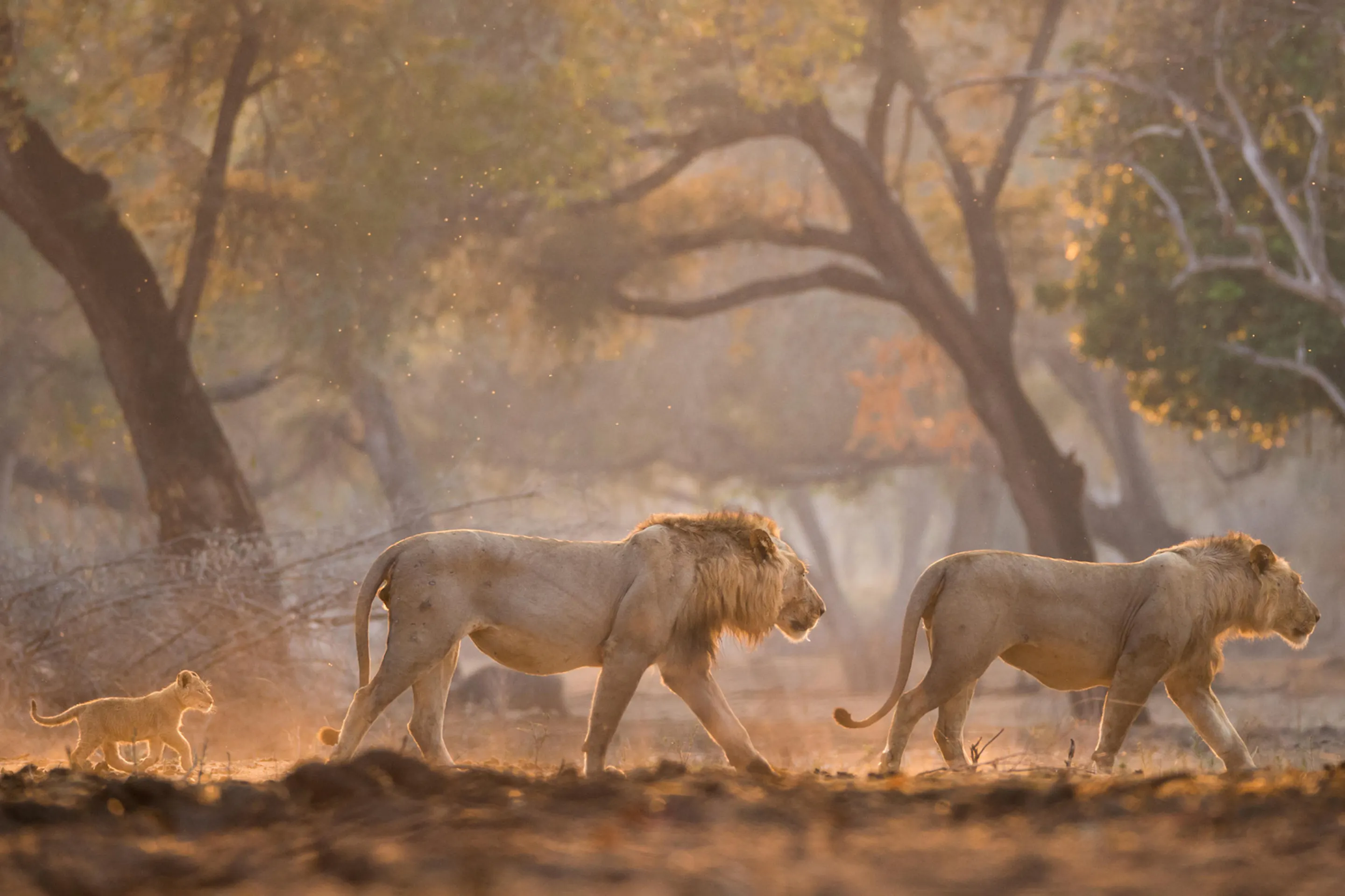 Two lions and a cub walk through dusty woodland in Zimbabwe's Mana Pools, with dry brush and open ground around them.