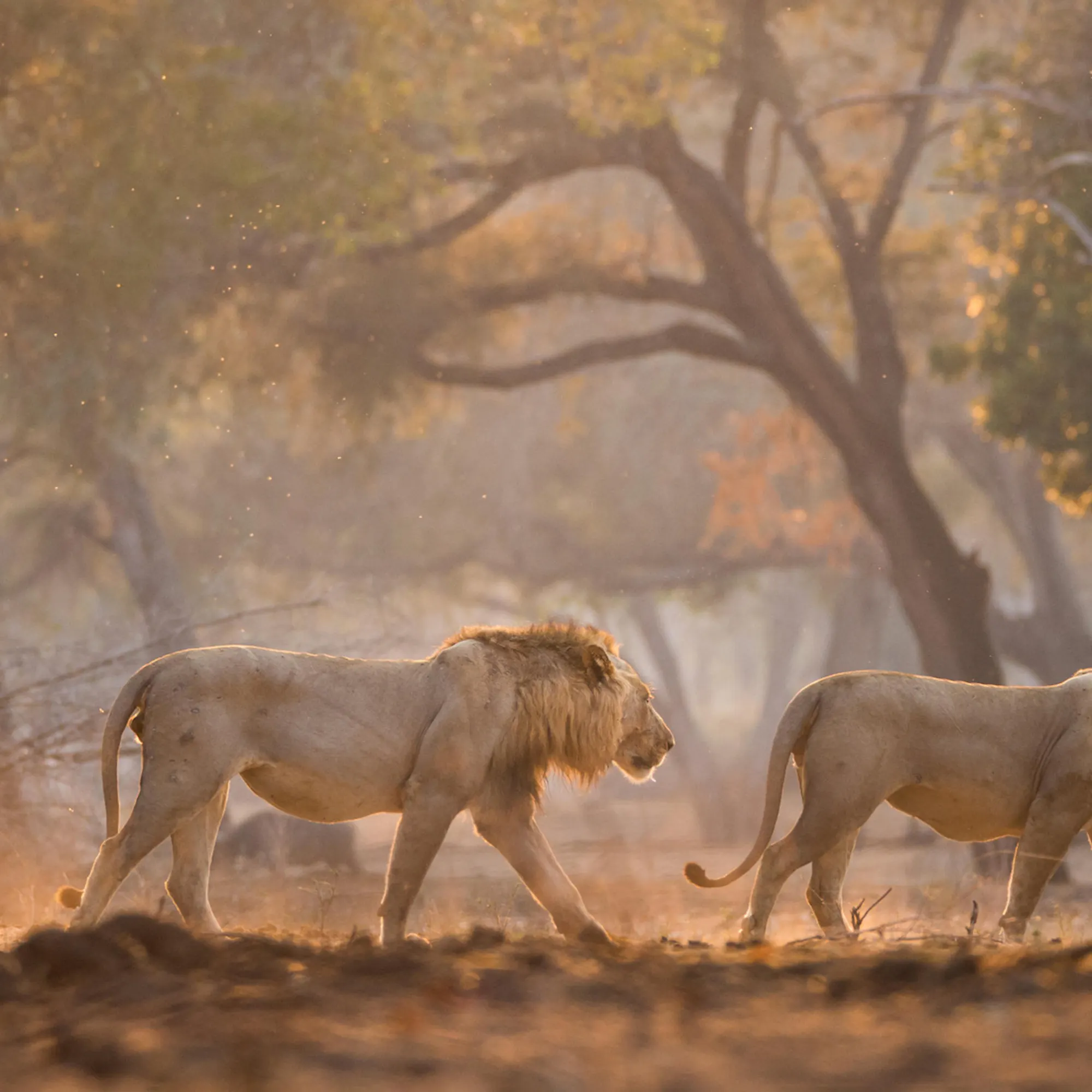 Two lions and a cub walk through dusty woodland in Zimbabwe's Mana Pools, with dry brush and open ground around them.
