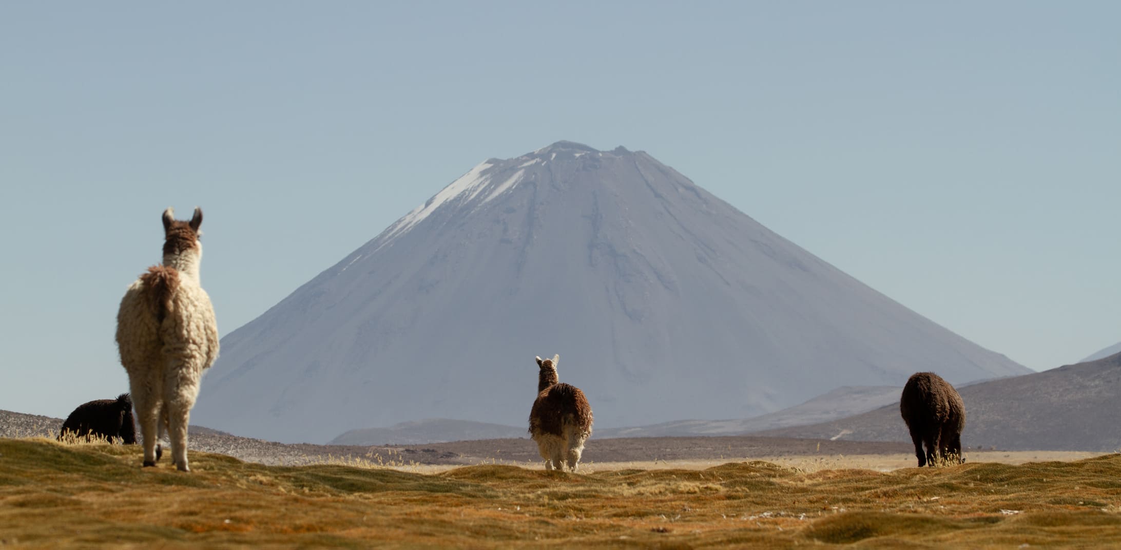Three vicunas stand on tawny grassland with a snowcapped peak rising behind them in Peru's southern Andes.