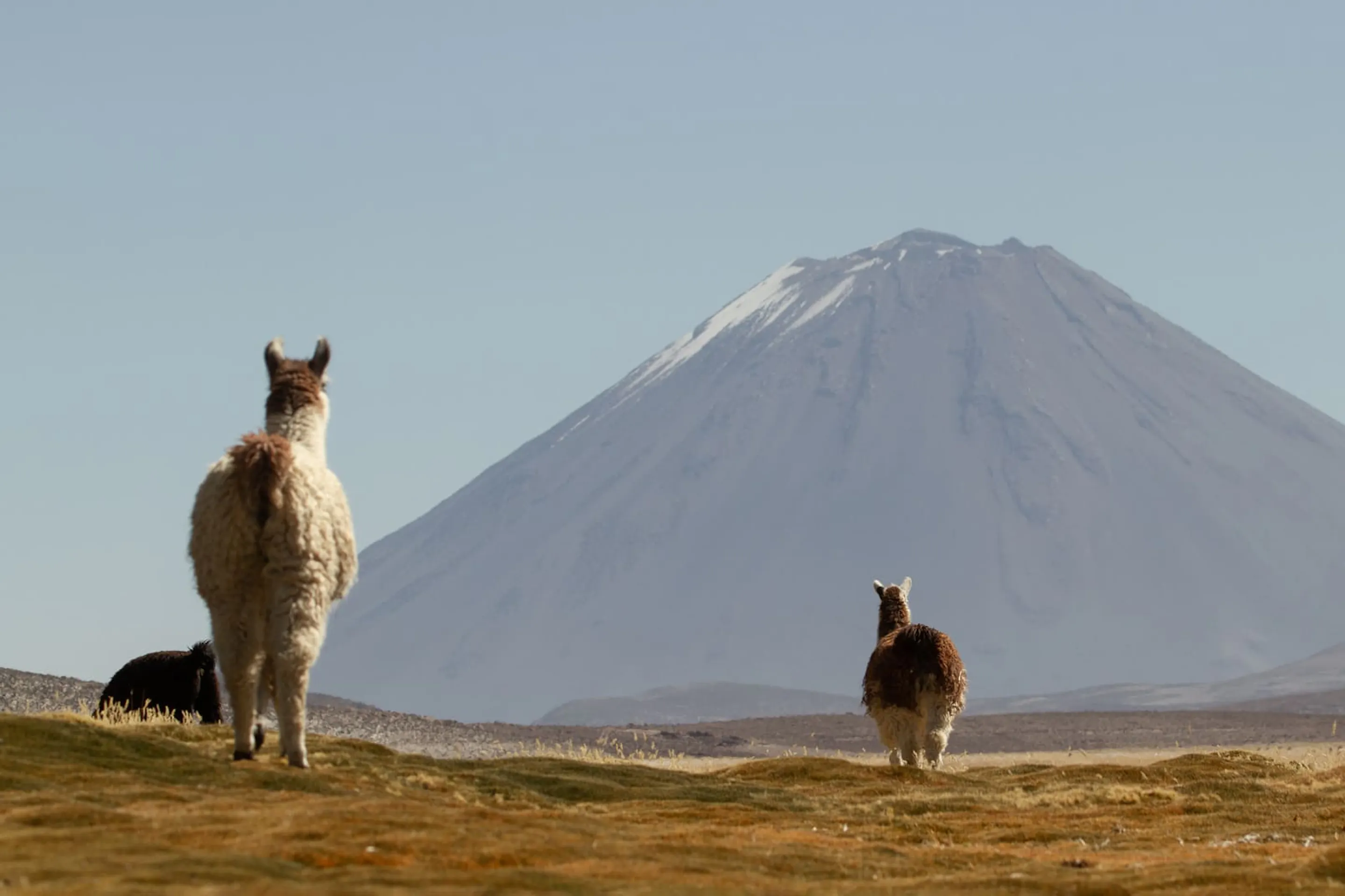 Three vicunas stand on tawny grassland with a snowcapped peak rising behind them in Peru's southern Andes.