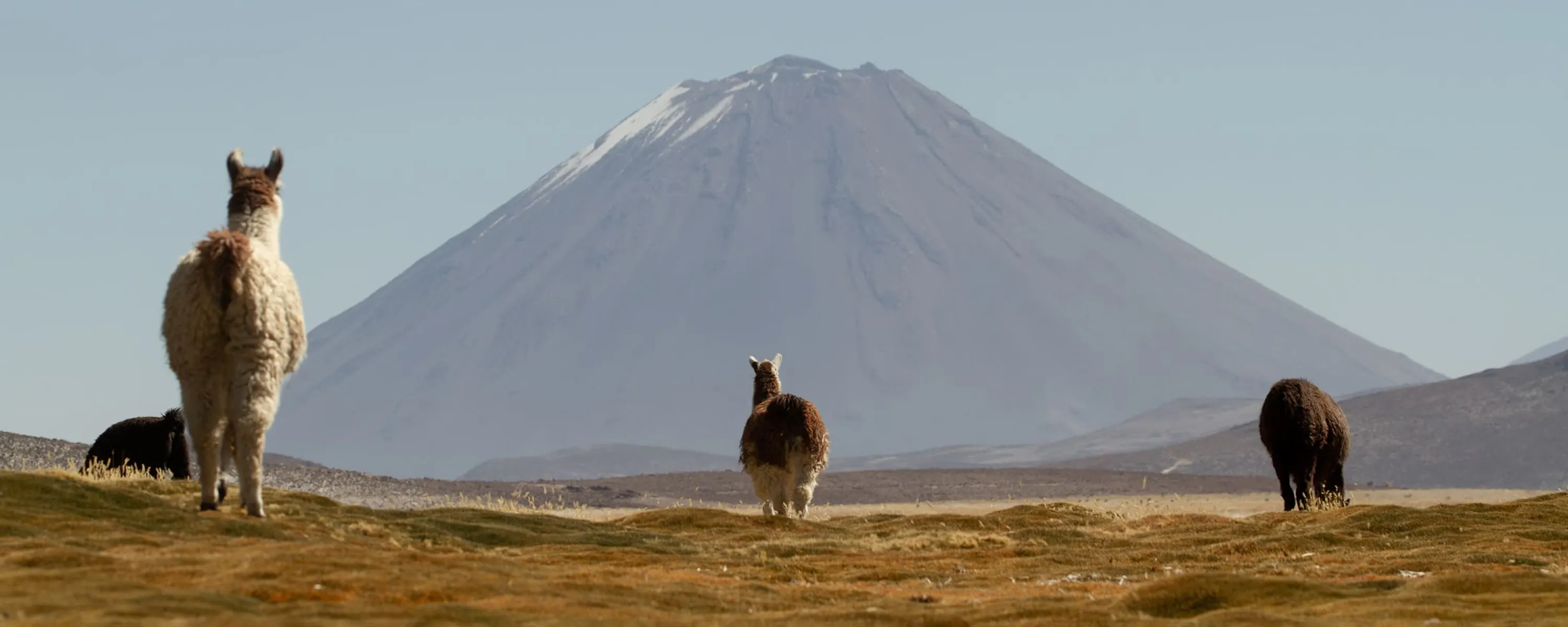 Three vicunas stand on tawny grassland with a snowcapped peak rising behind them in Peru's southern Andes.