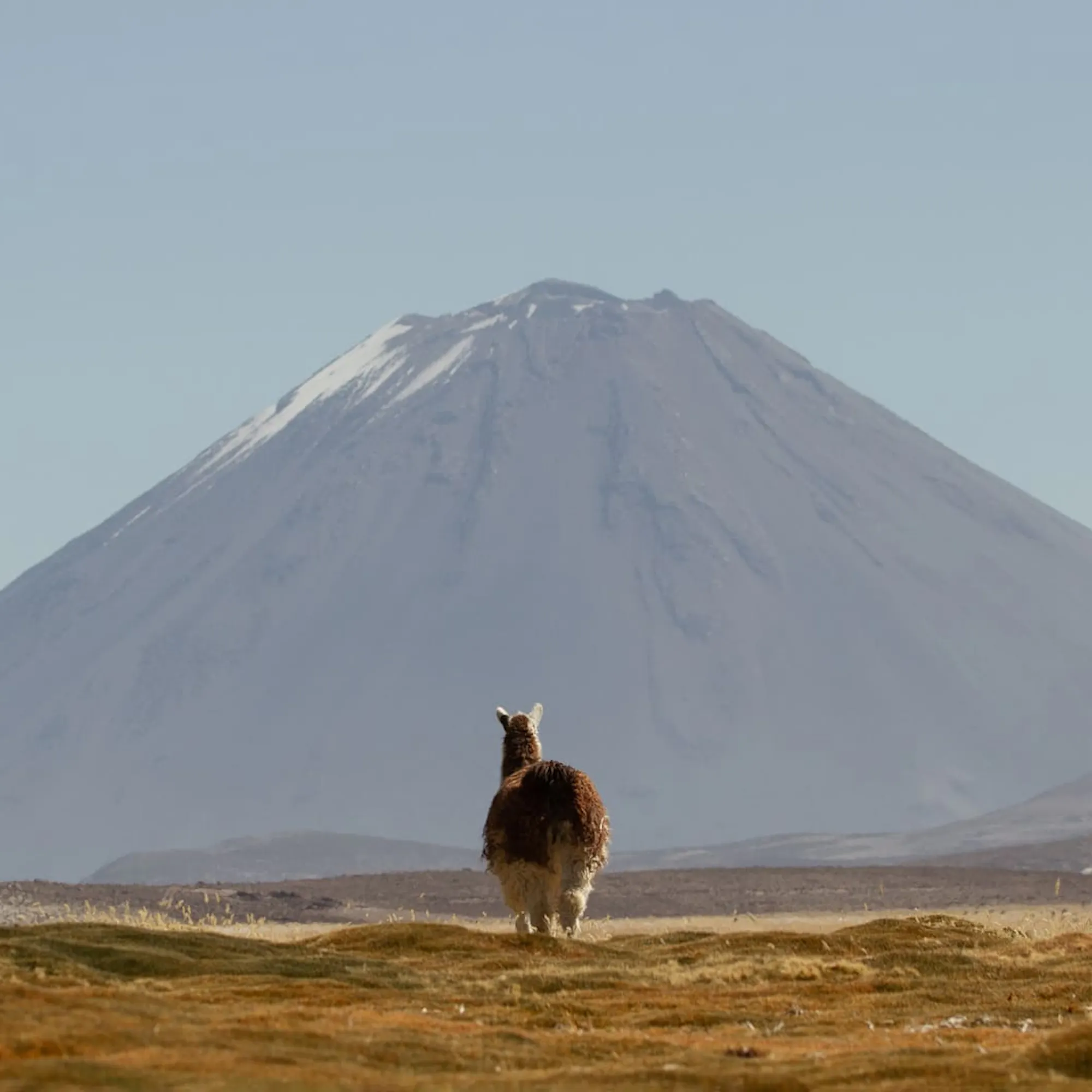 Three vicunas stand on tawny grassland with a snowcapped peak rising behind them in Peru's southern Andes.