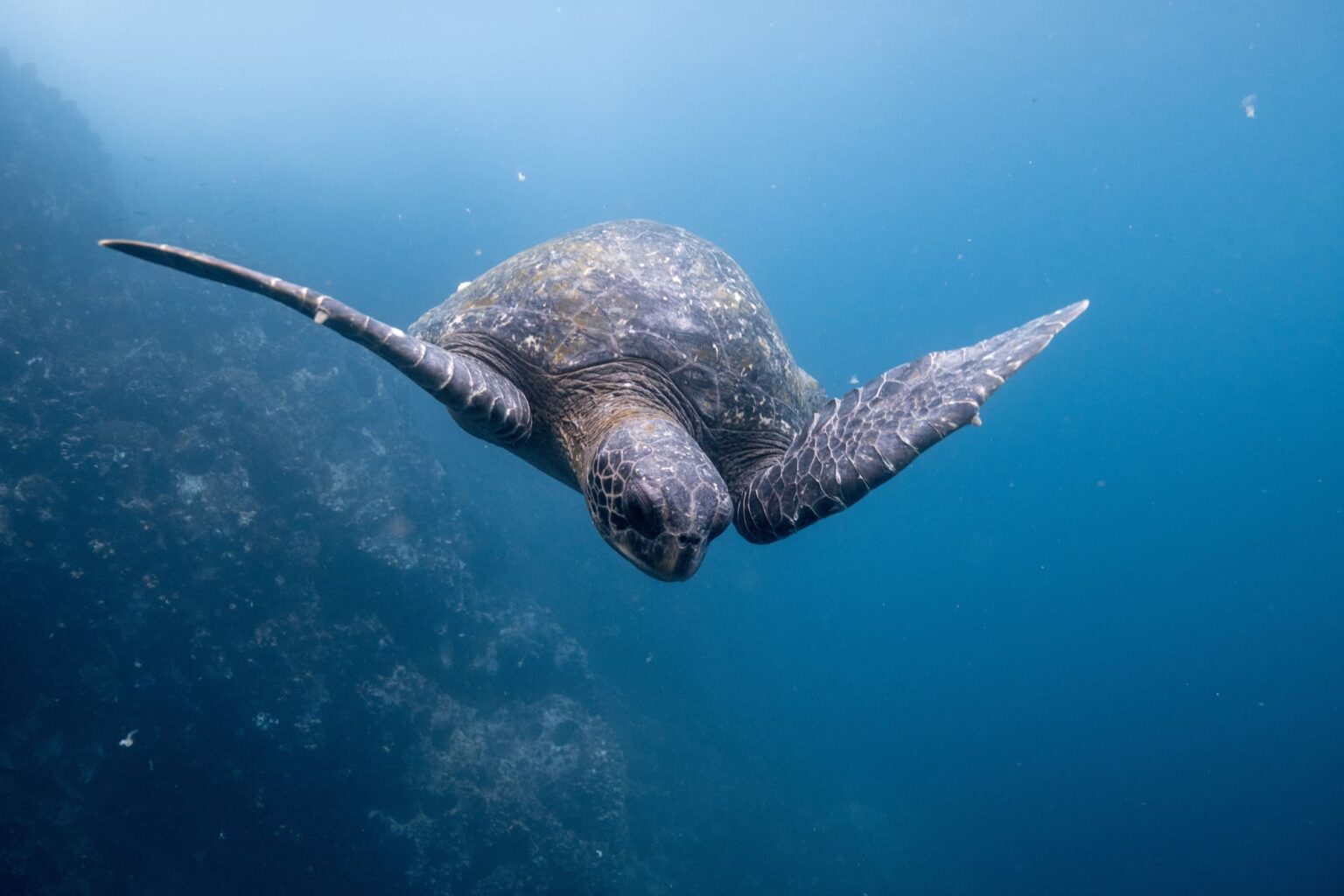 A green sea turtle glides over coral in clear blue water off Ecuador's Galapagos Islands, seen from below.