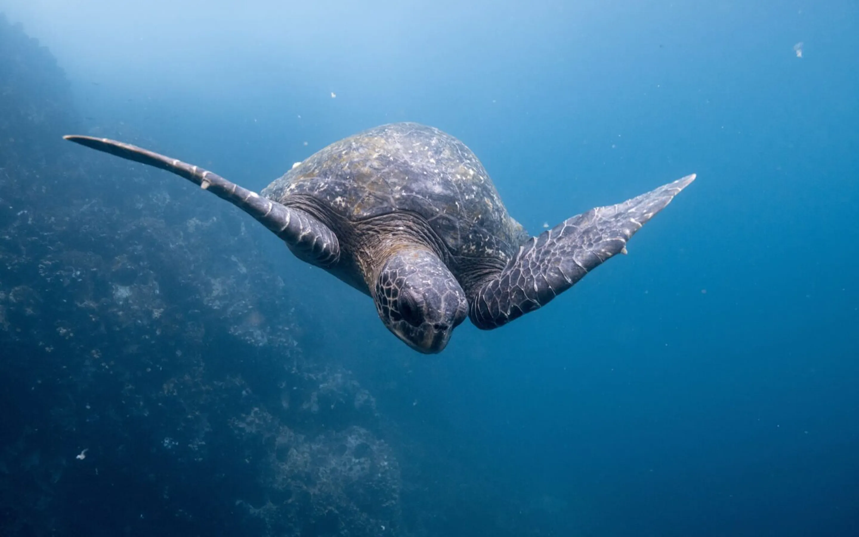 A green sea turtle glides over coral in clear blue water off Ecuador's Galapagos Islands, seen from below.