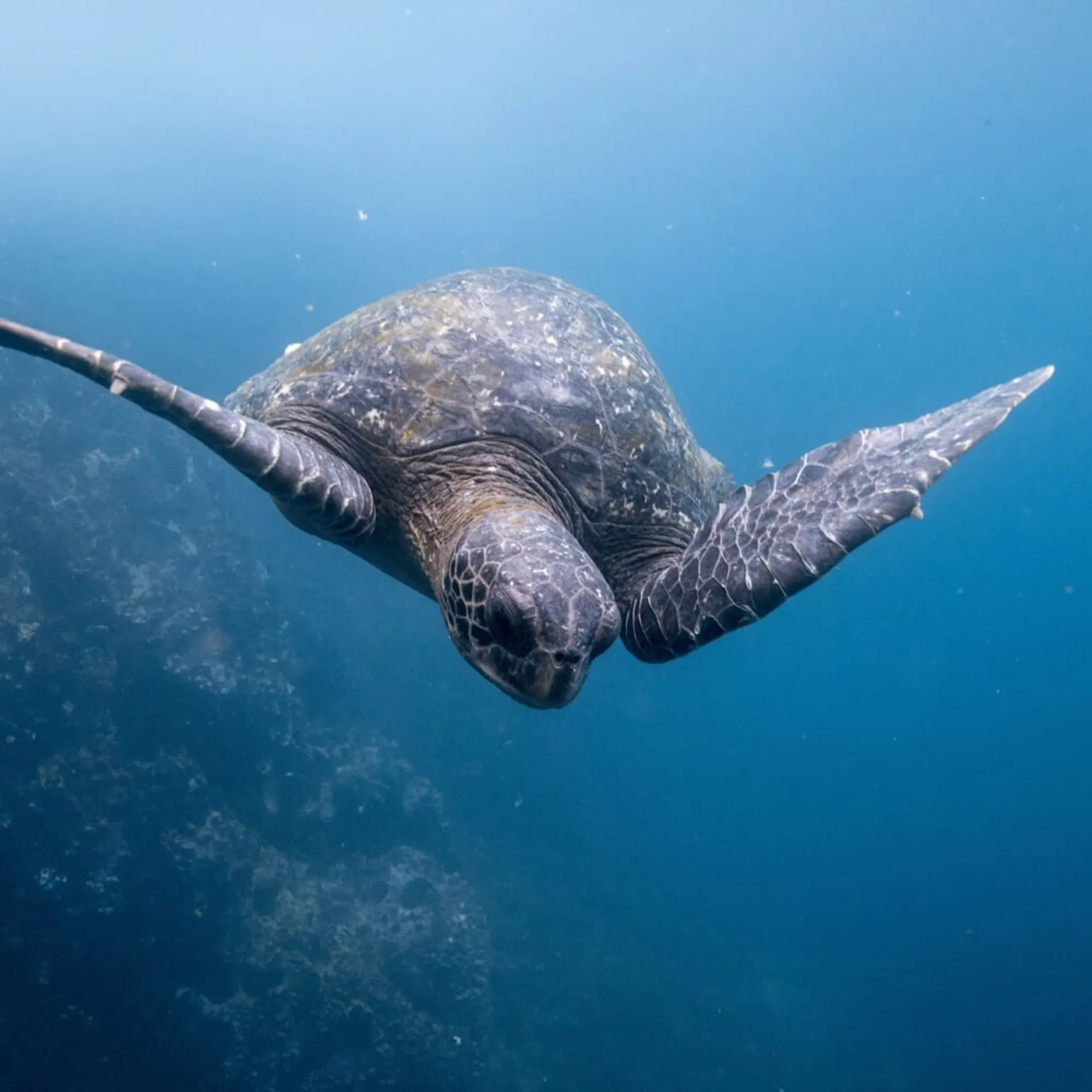 A green sea turtle glides over coral in clear blue water off Ecuador's Galapagos Islands, seen from below.
