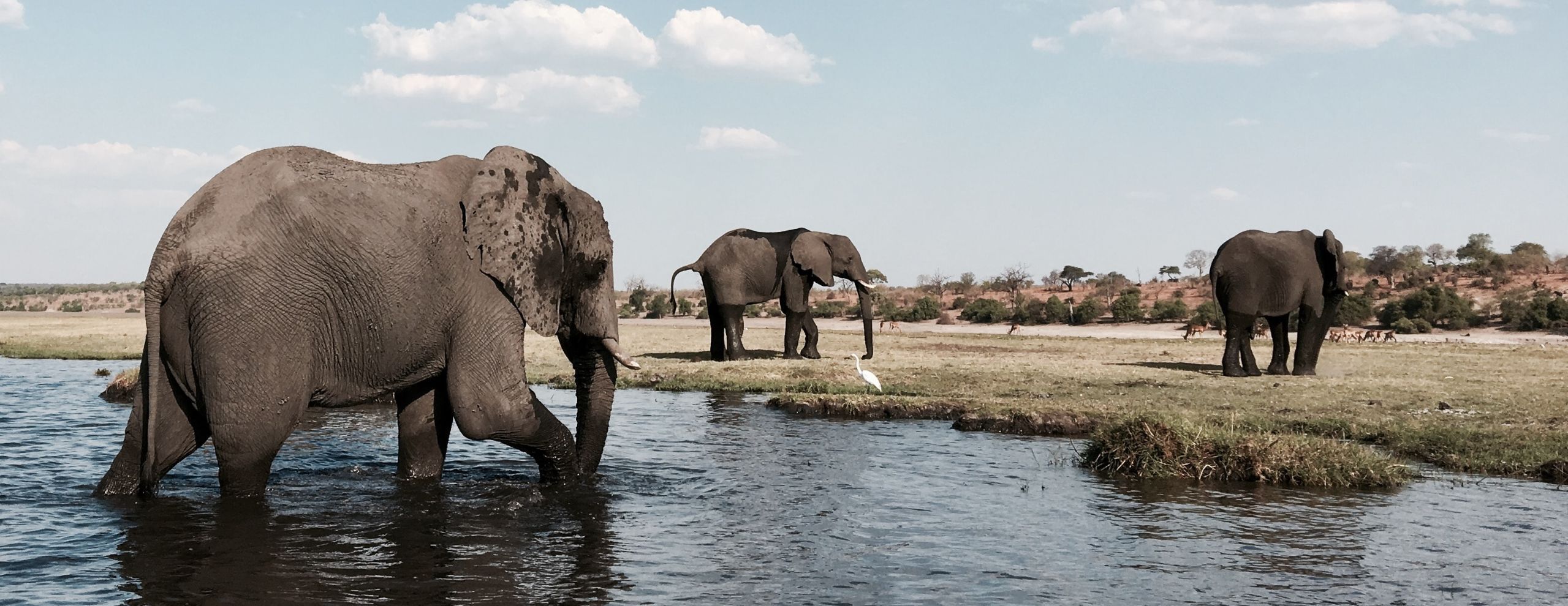 Elephants wading through shallow water on open floodplains against the backdrop of Botswana's Okavango Delta.