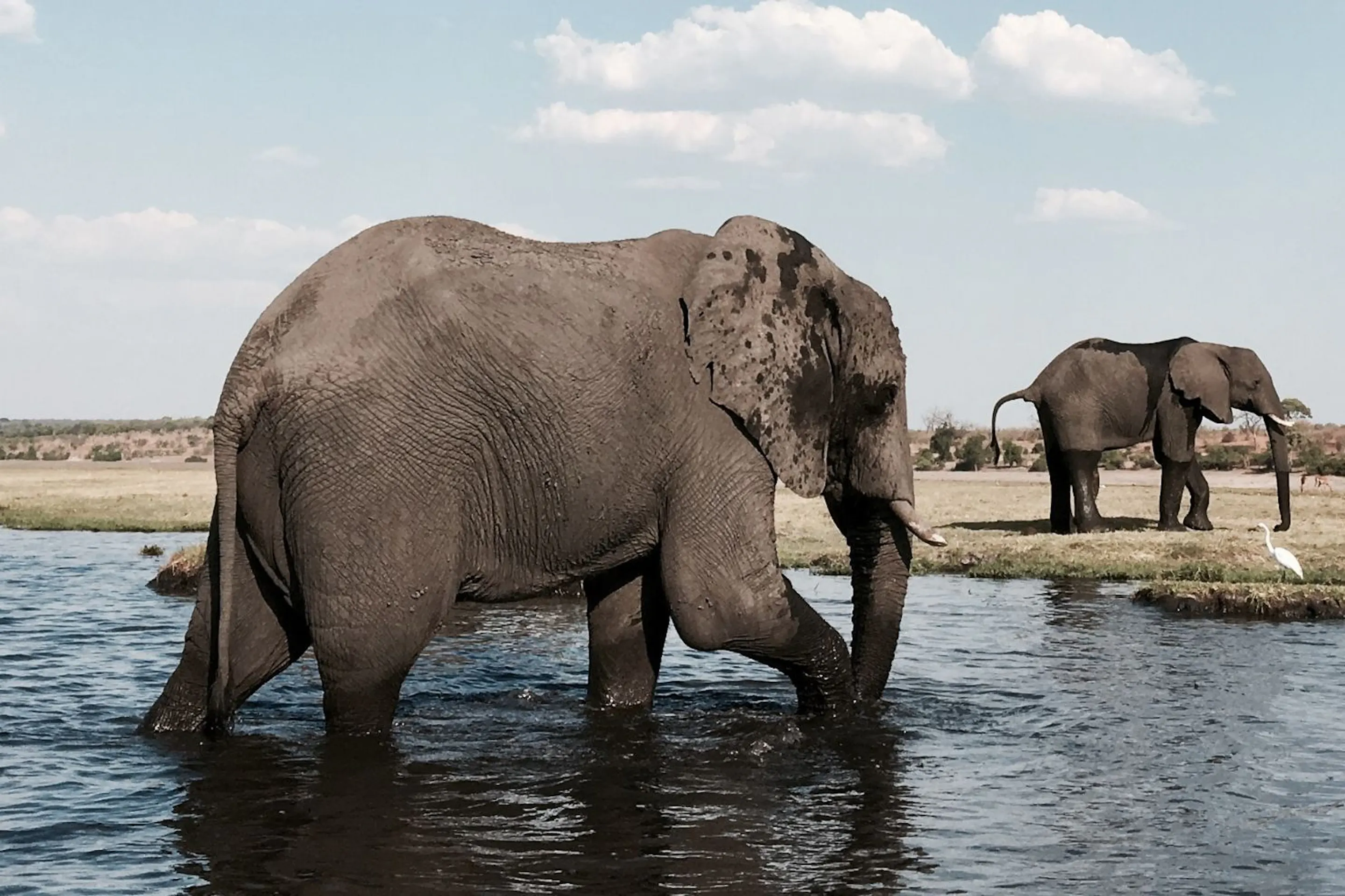 Elephants wading through shallow water on open floodplains against the backdrop of Botswana's Okavango Delta.