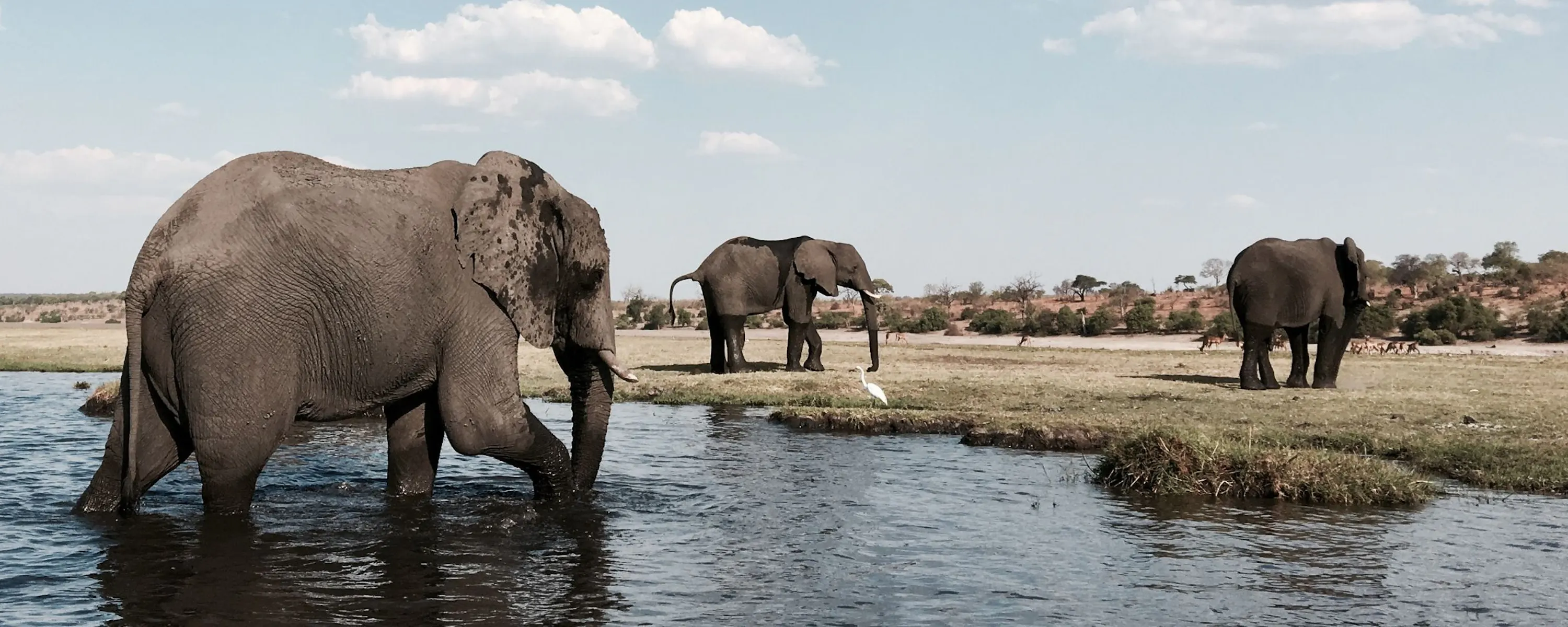 Elephants wading through shallow water on open floodplains against the backdrop of Botswana's Okavango Delta.