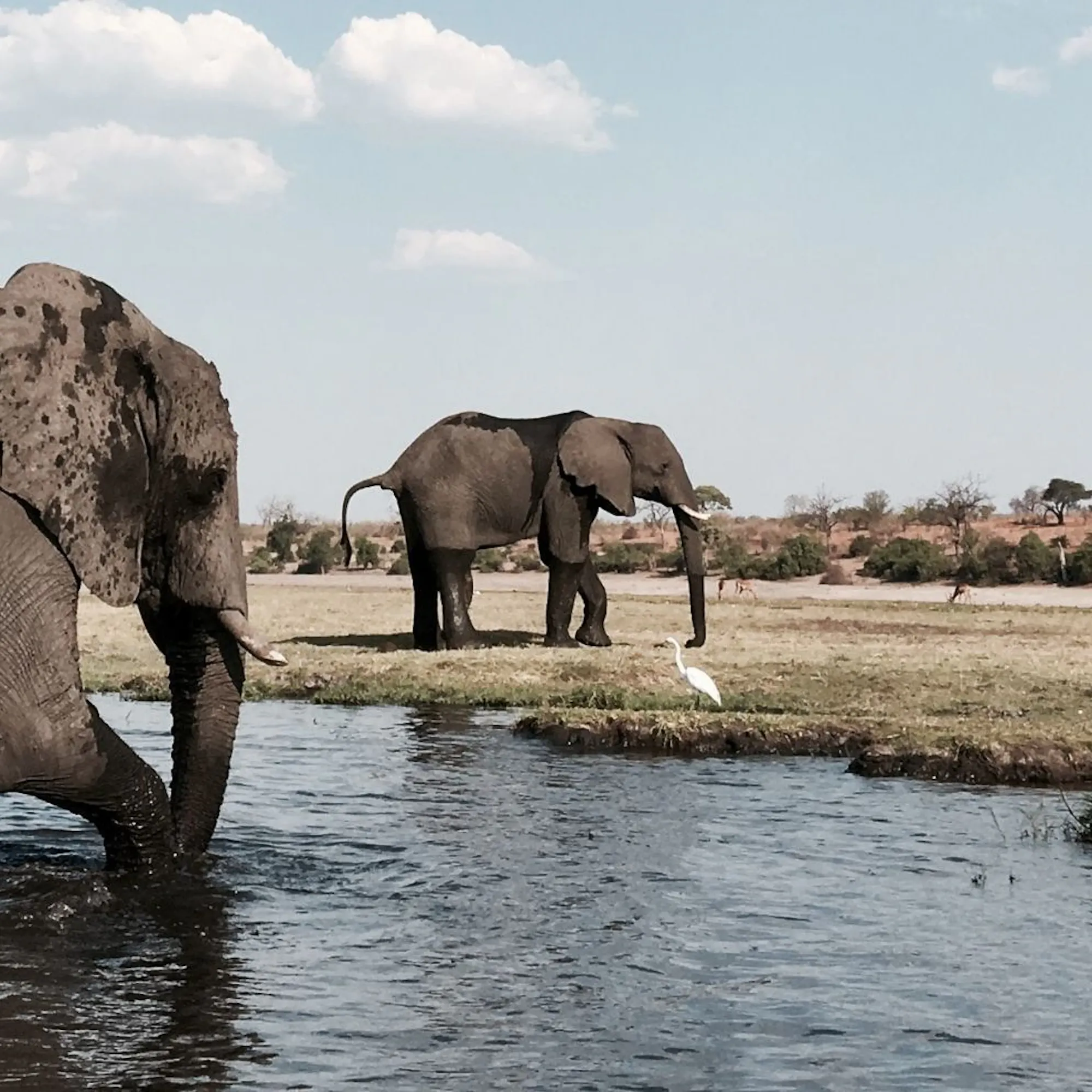 Elephants wading through shallow water on open floodplains against the backdrop of Botswana's Okavango Delta.