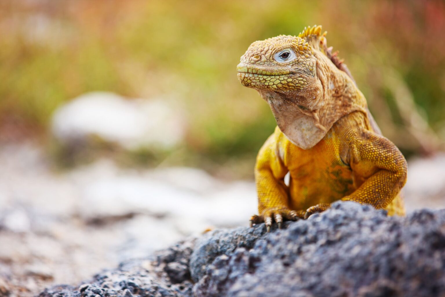 A yellow land iguana perches on dark volcanic rock in the Galapagos, with soft grasses blurred behind it.