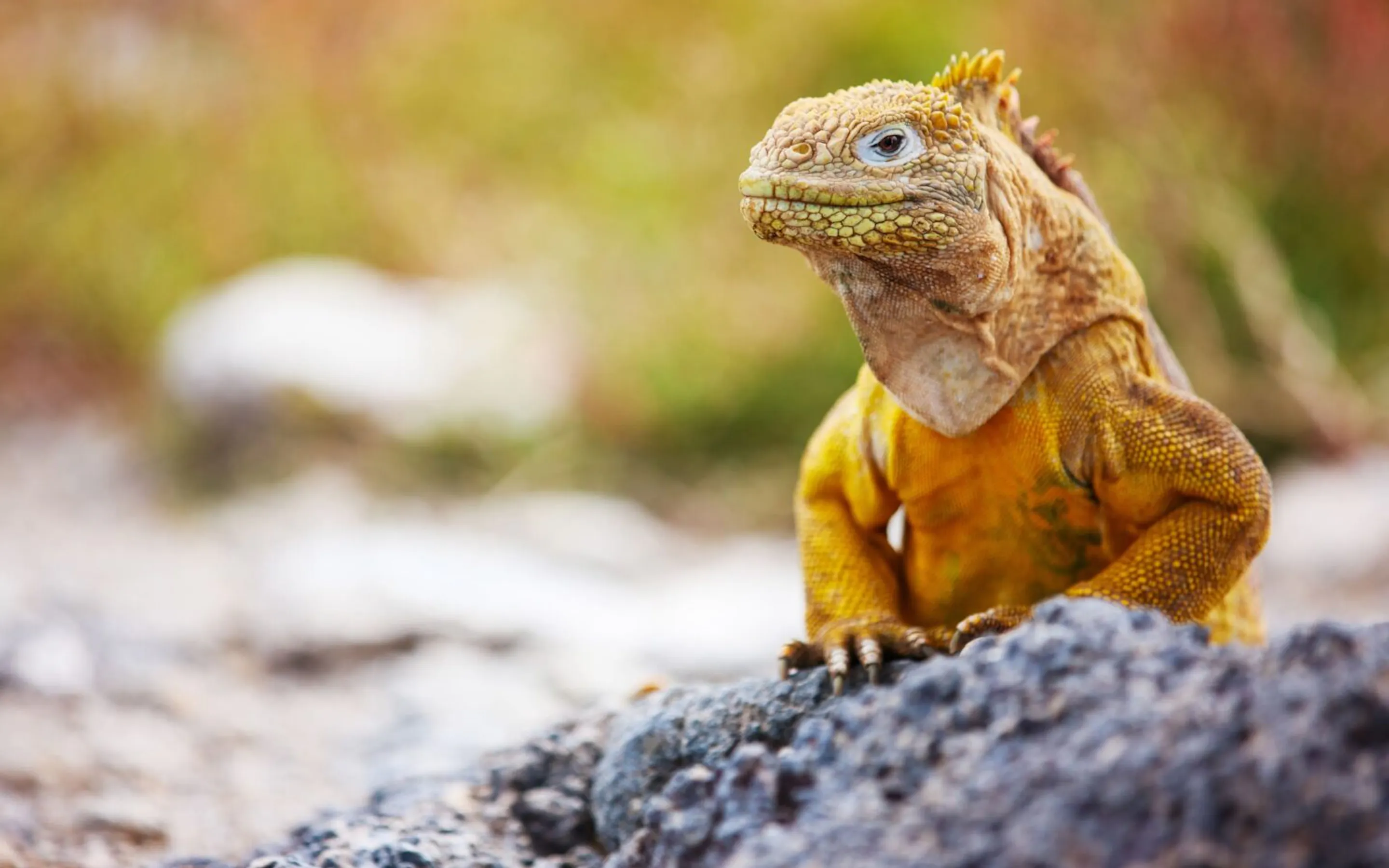 A yellow land iguana perches on dark volcanic rock in the Galapagos, with soft grasses blurred behind it.