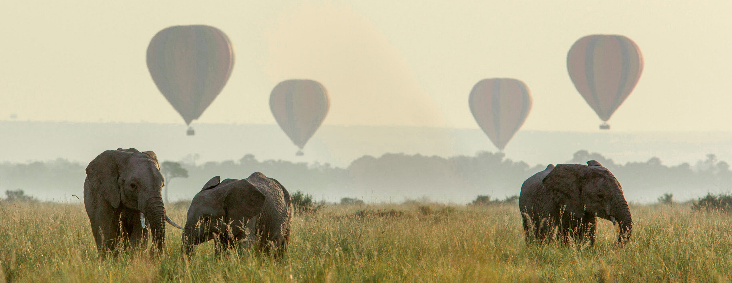 Elephants crossing grassland as hot-air balloons drift above against the backdrop of Kenya's Maasai Mara.