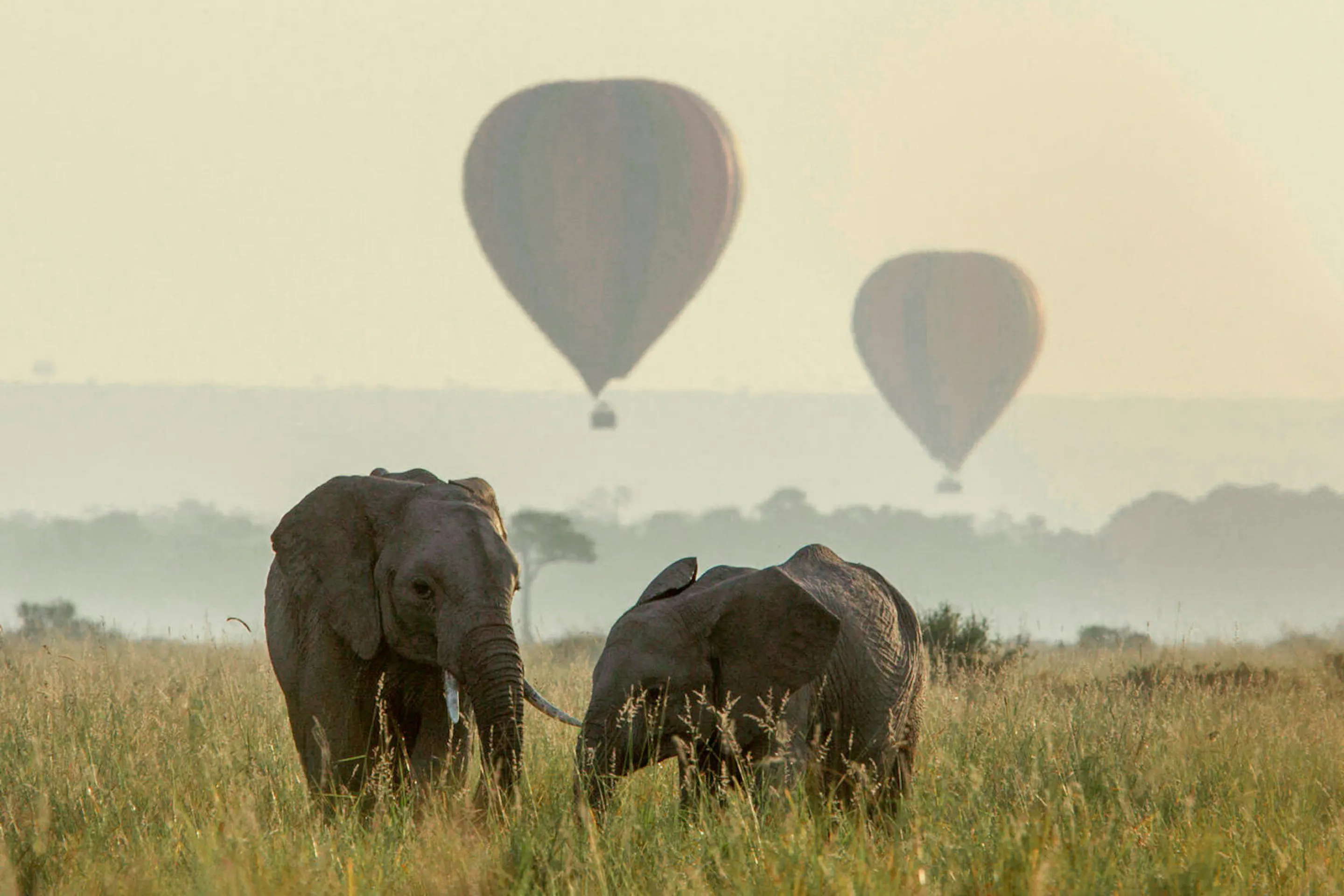 Elephants crossing grassland as hot-air balloons drift above against the backdrop of Kenya's Maasai Mara.