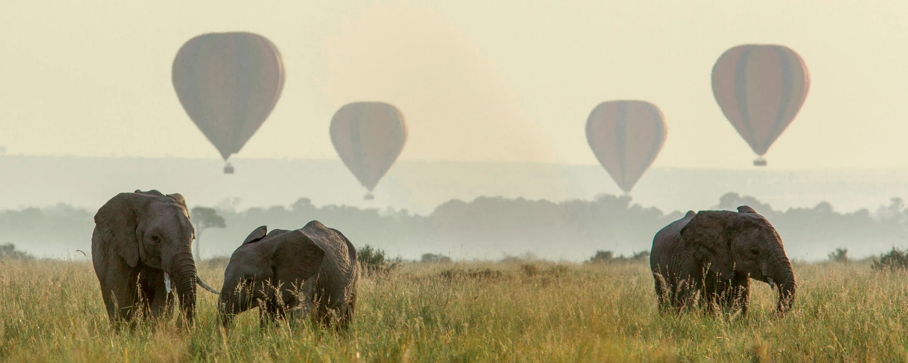Elephants crossing grassland as hot-air balloons drift above against the backdrop of Kenya's Maasai Mara.