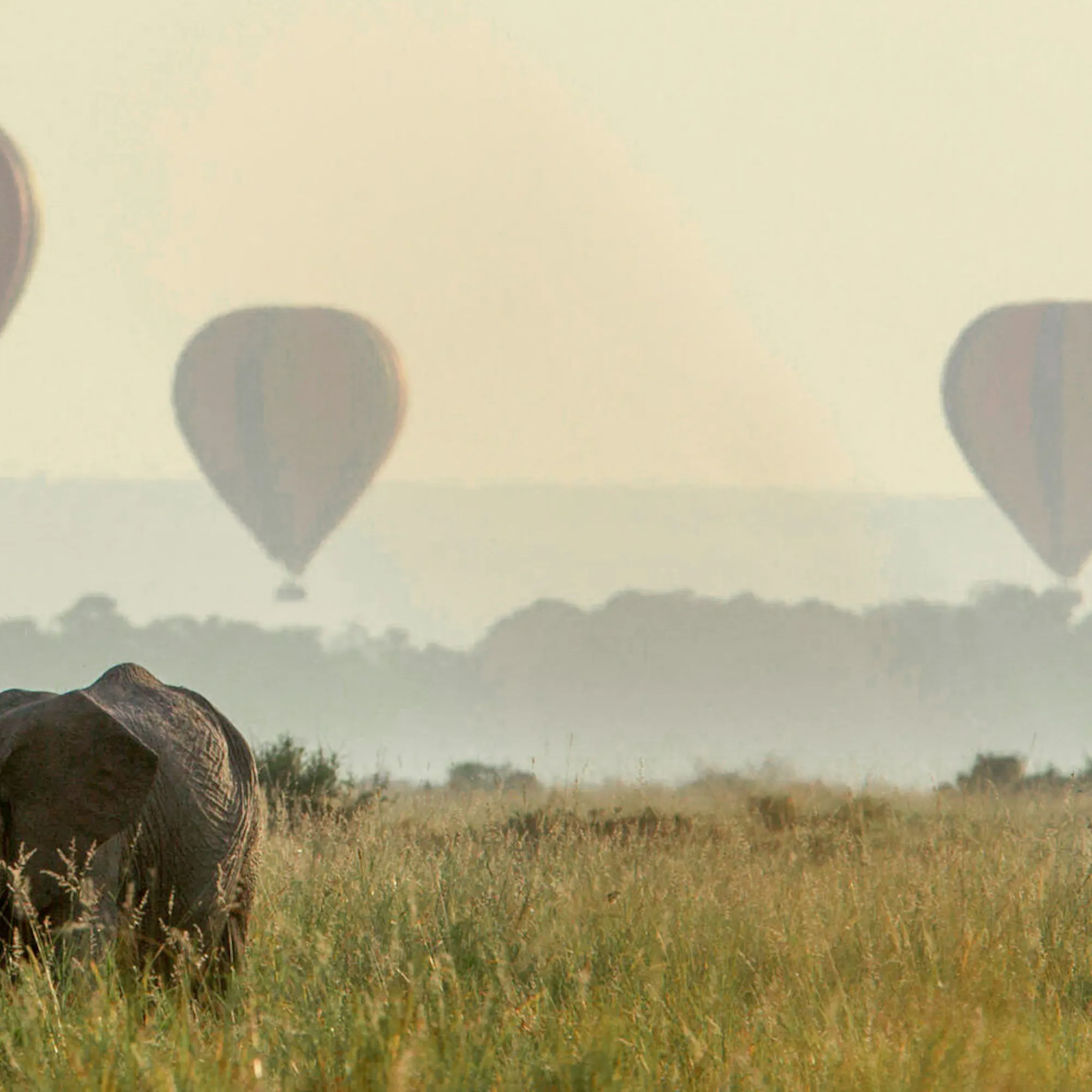 Elephants crossing grassland as hot-air balloons drift above against the backdrop of Kenya's Maasai Mara.