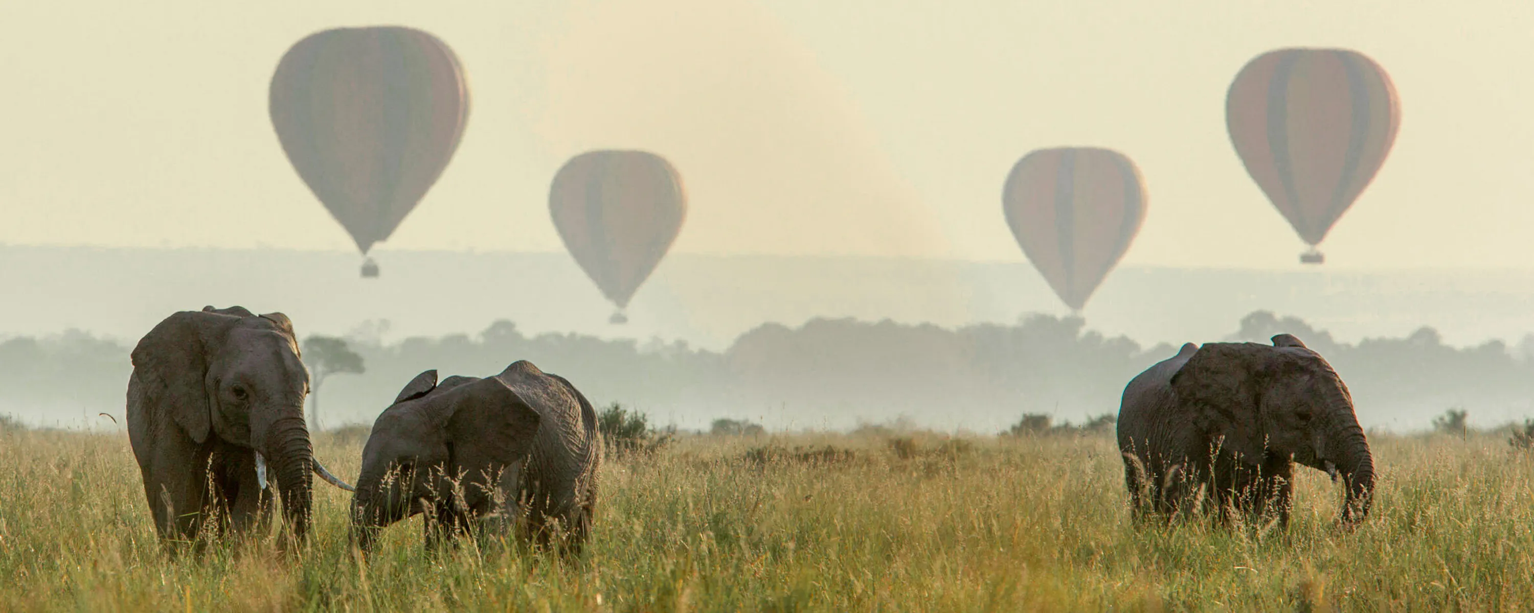 Elephants crossing grassland as hot-air balloons drift above against the backdrop of Kenya's Maasai Mara.