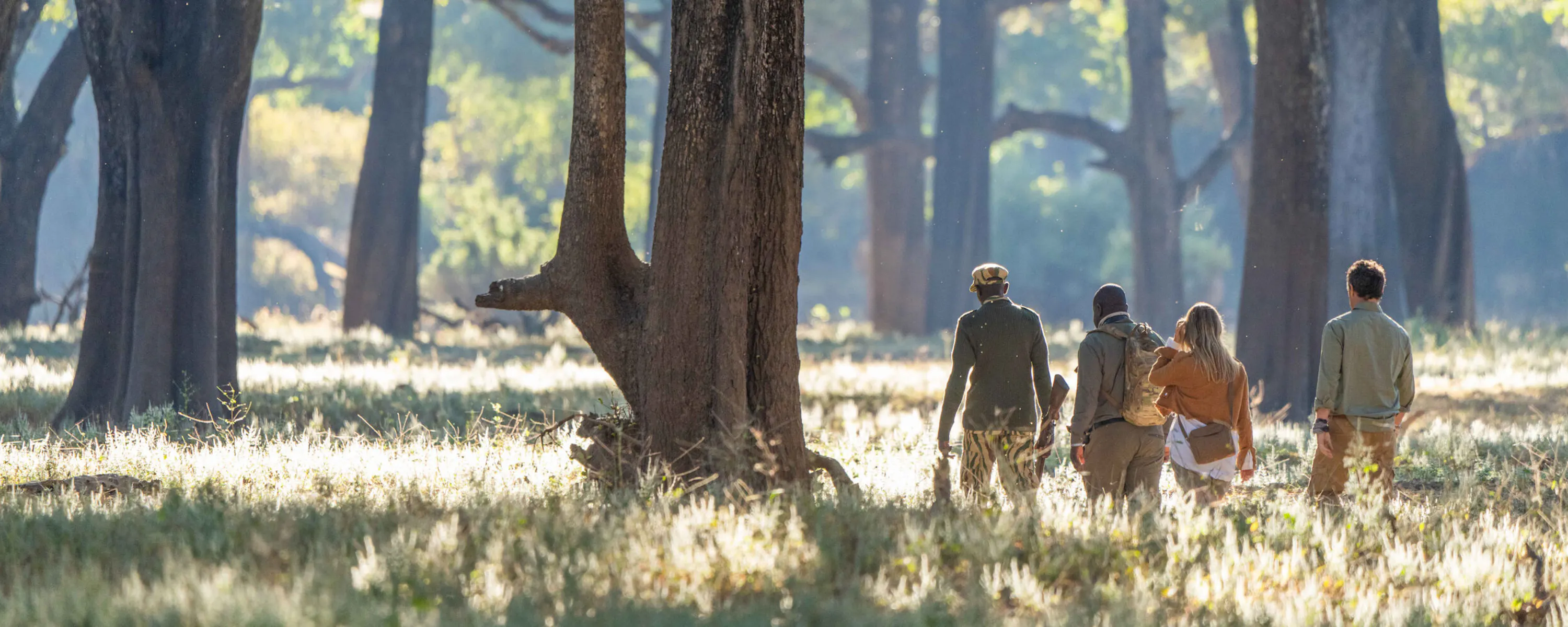 Travelers walk on safari through open forest in Zambia's South Luangwa, following a guide ahead.