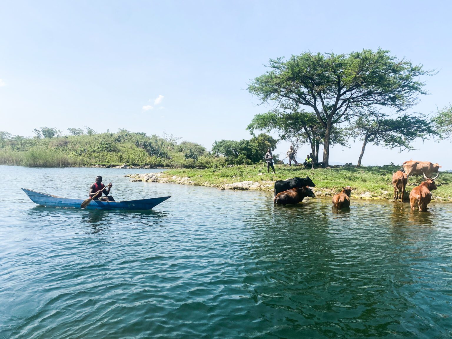 A herder leads swimming cattle through Lake Kivu, with bright water, low hills, and blue sky around them.