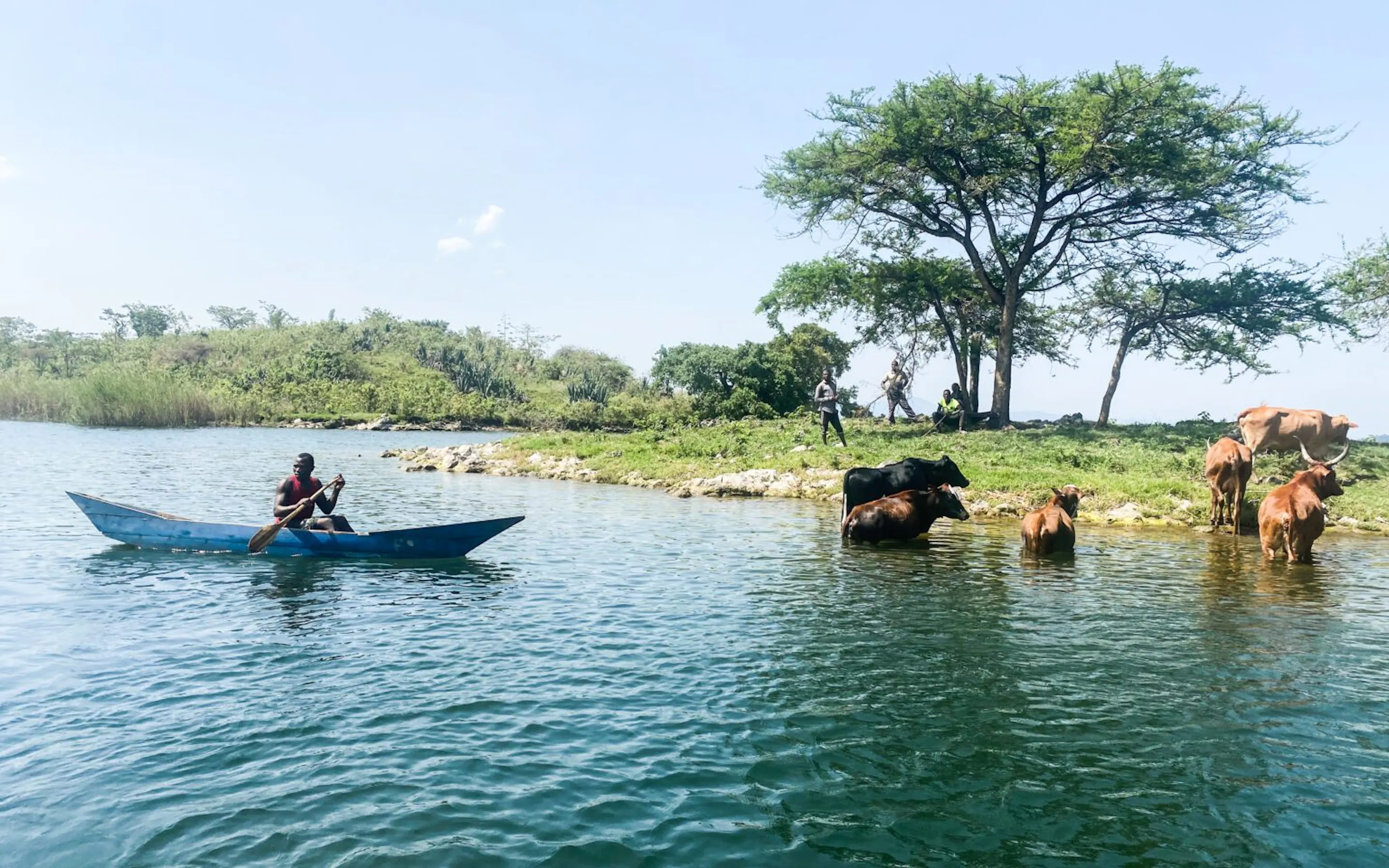 A herder leads swimming cattle through Lake Kivu, with bright water, low hills, and blue sky around them.