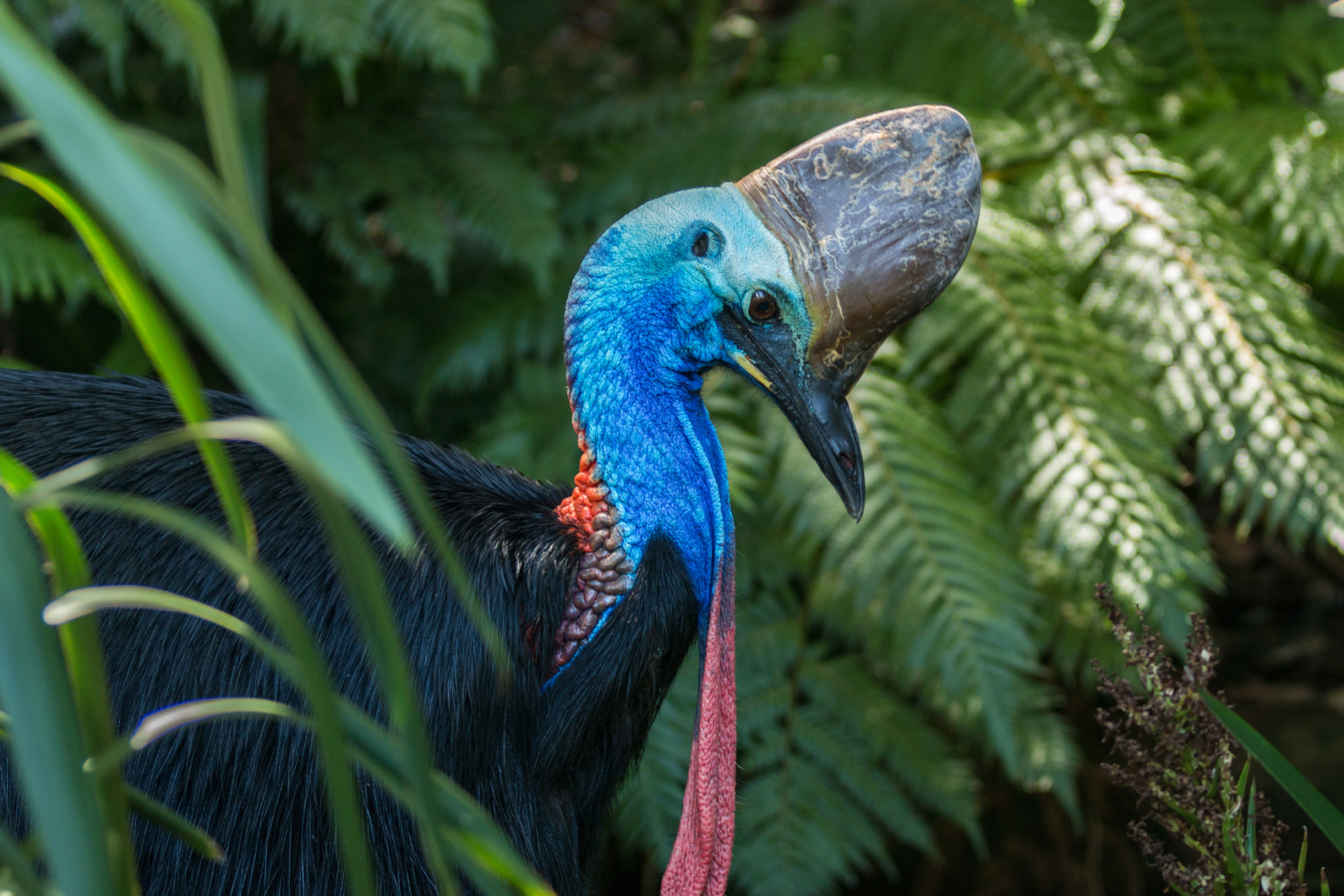 A cassowary stands alert among rainforest plants in the Daintree, its blue neck glowing against dark leaves.