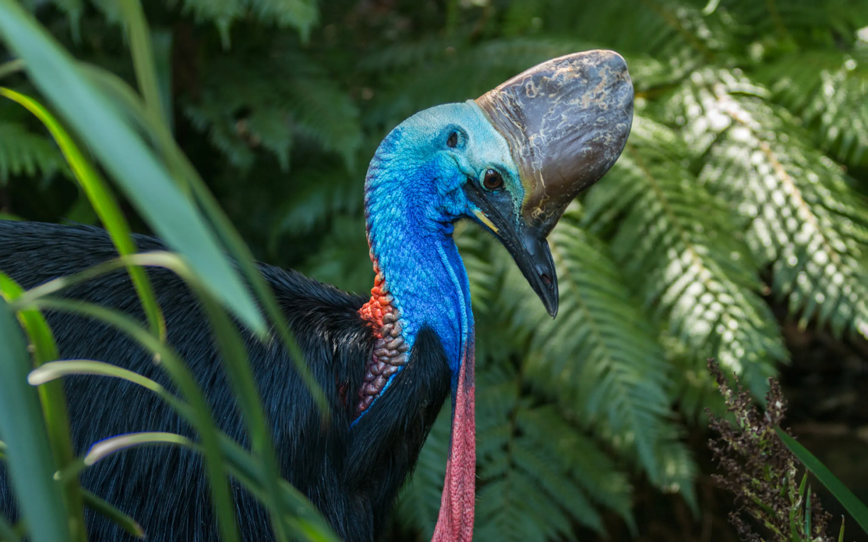 A cassowary stands alert among rainforest plants in the Daintree, its blue neck glowing against dark leaves.