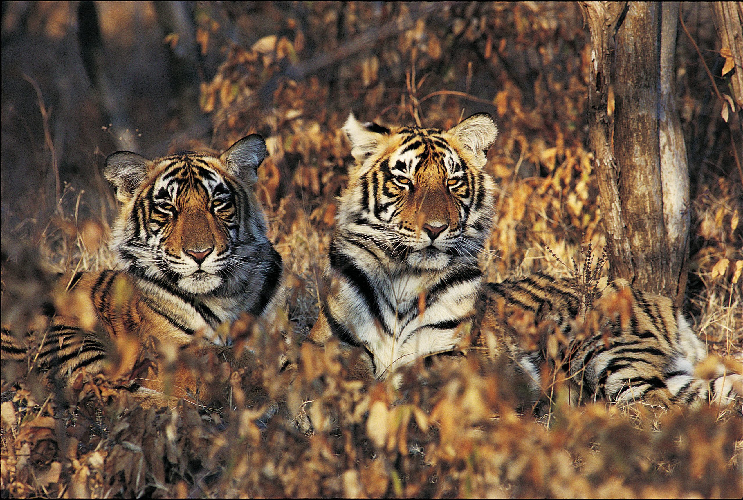 Three tiger cubs sit close together in dry forest grass, their striped faces turned toward the camera in warm light.