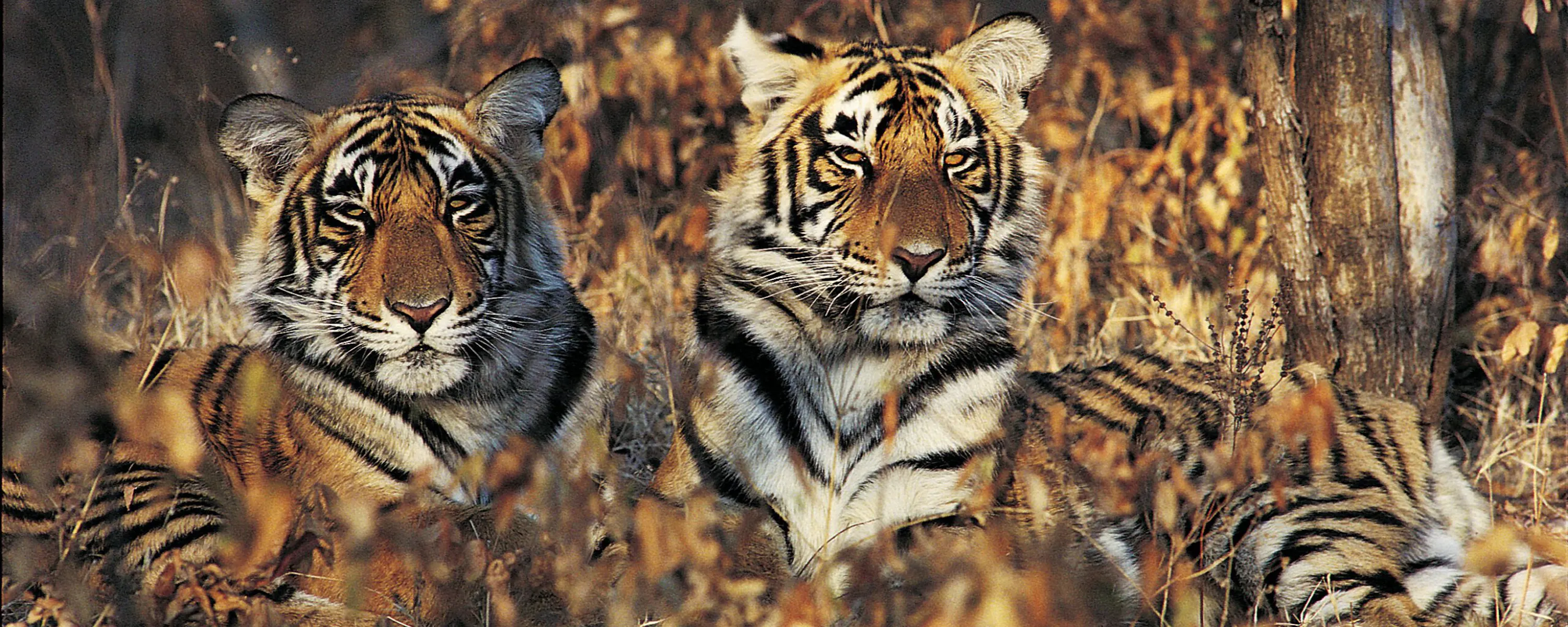 Three tiger cubs sit close together in dry forest grass, their striped faces turned toward the camera in warm light.