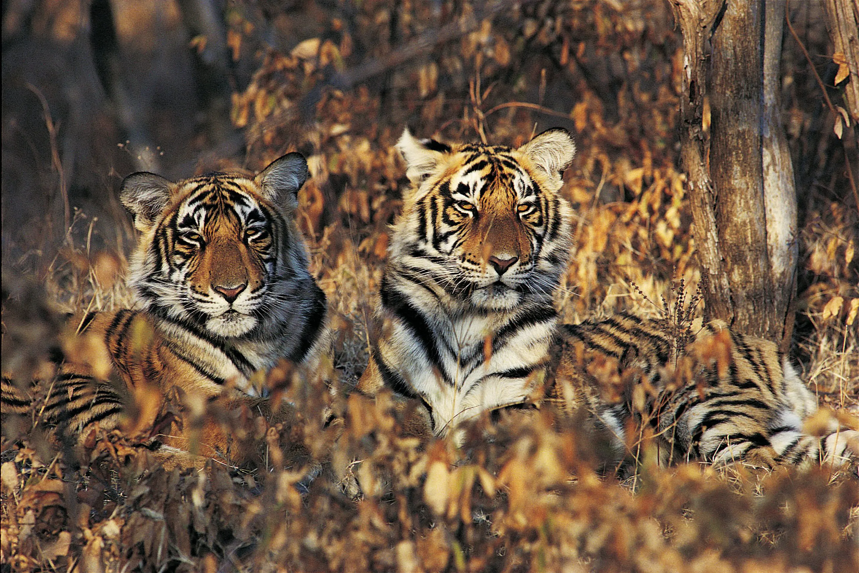 Three tiger cubs sit close together in dry forest grass, their striped faces turned toward the camera in warm light.