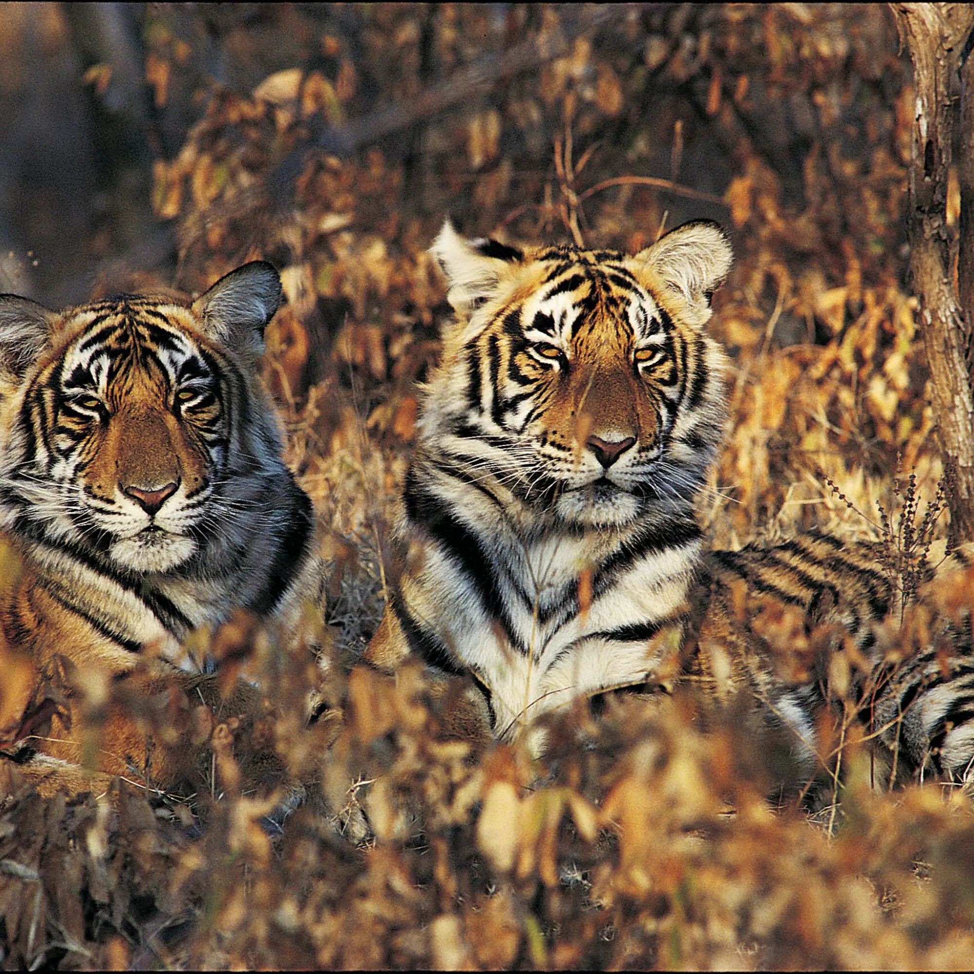 Three tiger cubs sit close together in dry forest grass, their striped faces turned toward the camera in warm light.
