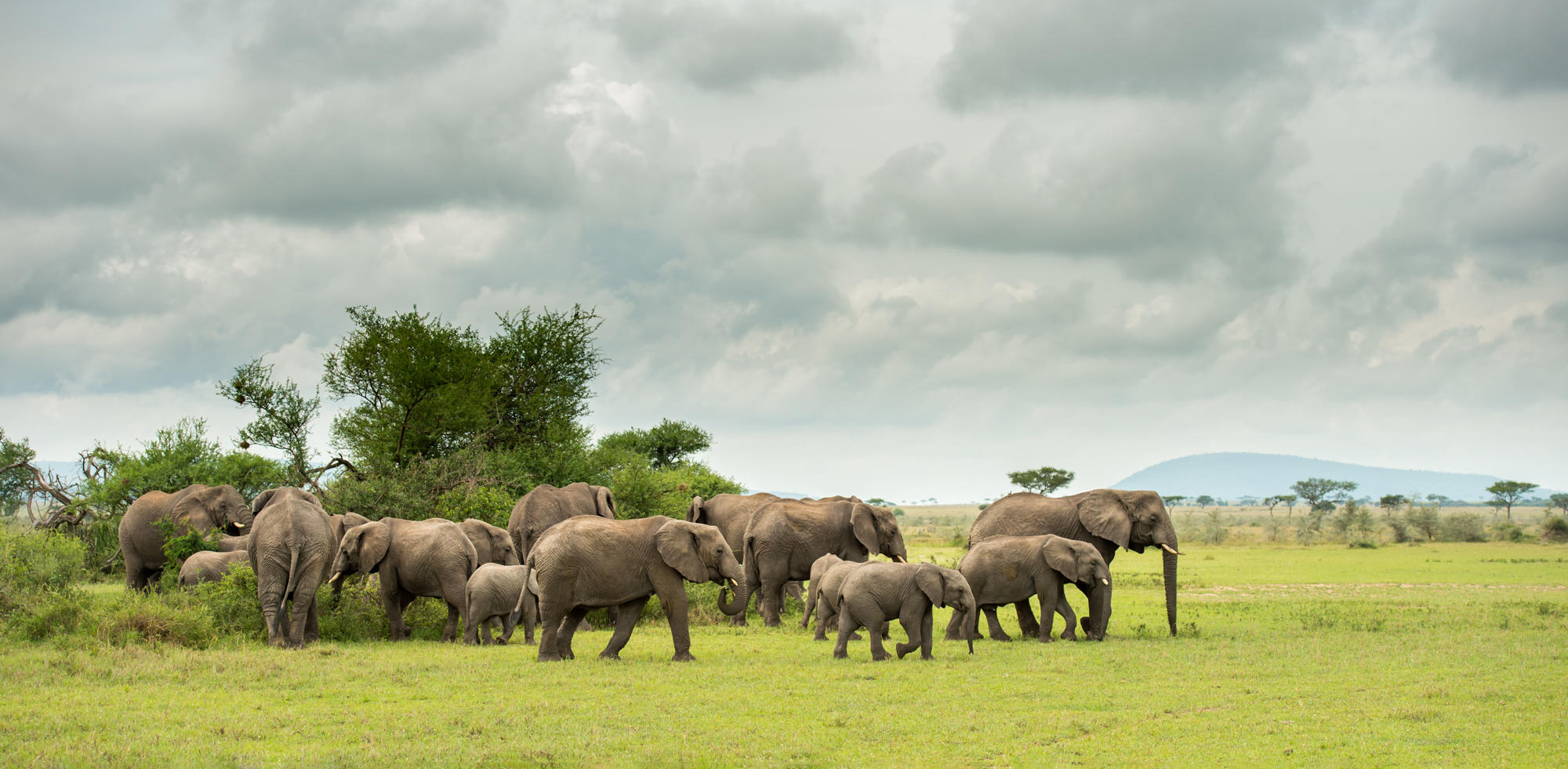 A herd of elephants stands alert on open grassland at Singita Milele, backed by storm clouds and blue peaks.