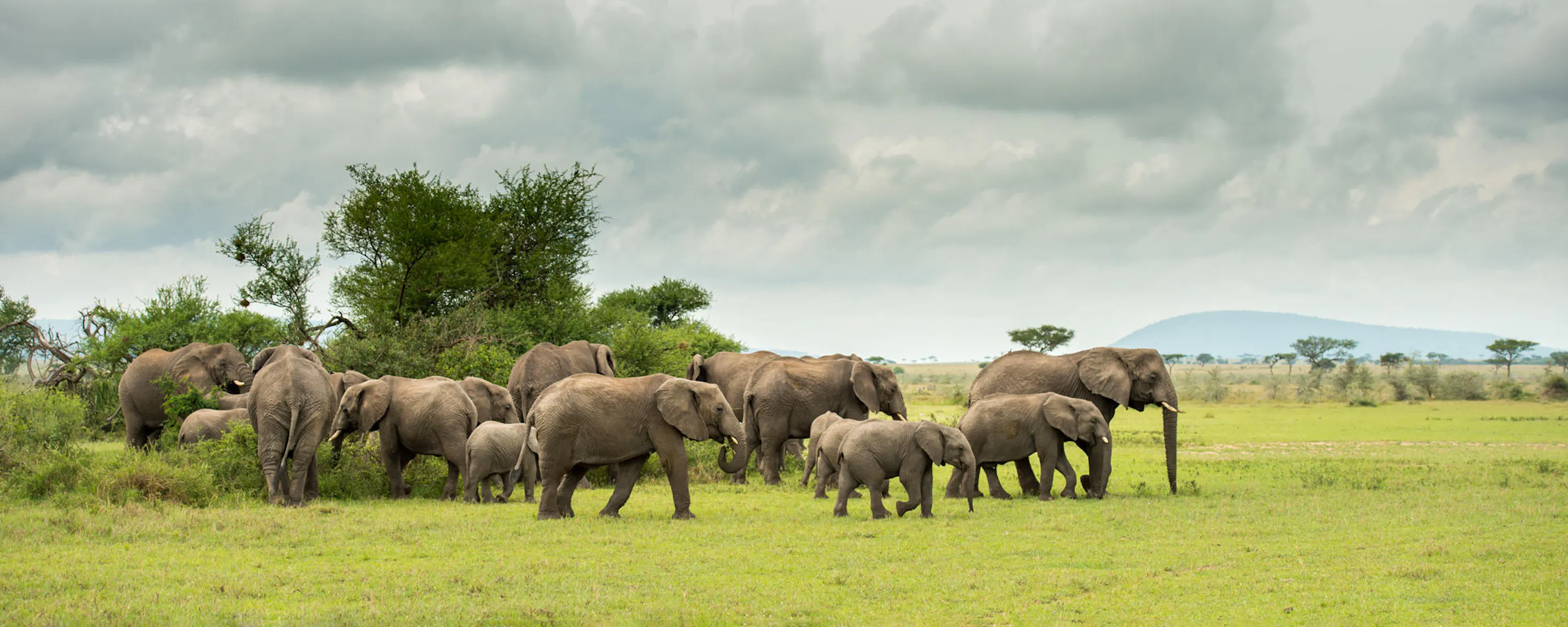 A herd of elephants stands alert on open grassland at Singita Milele, backed by storm clouds and blue peaks.